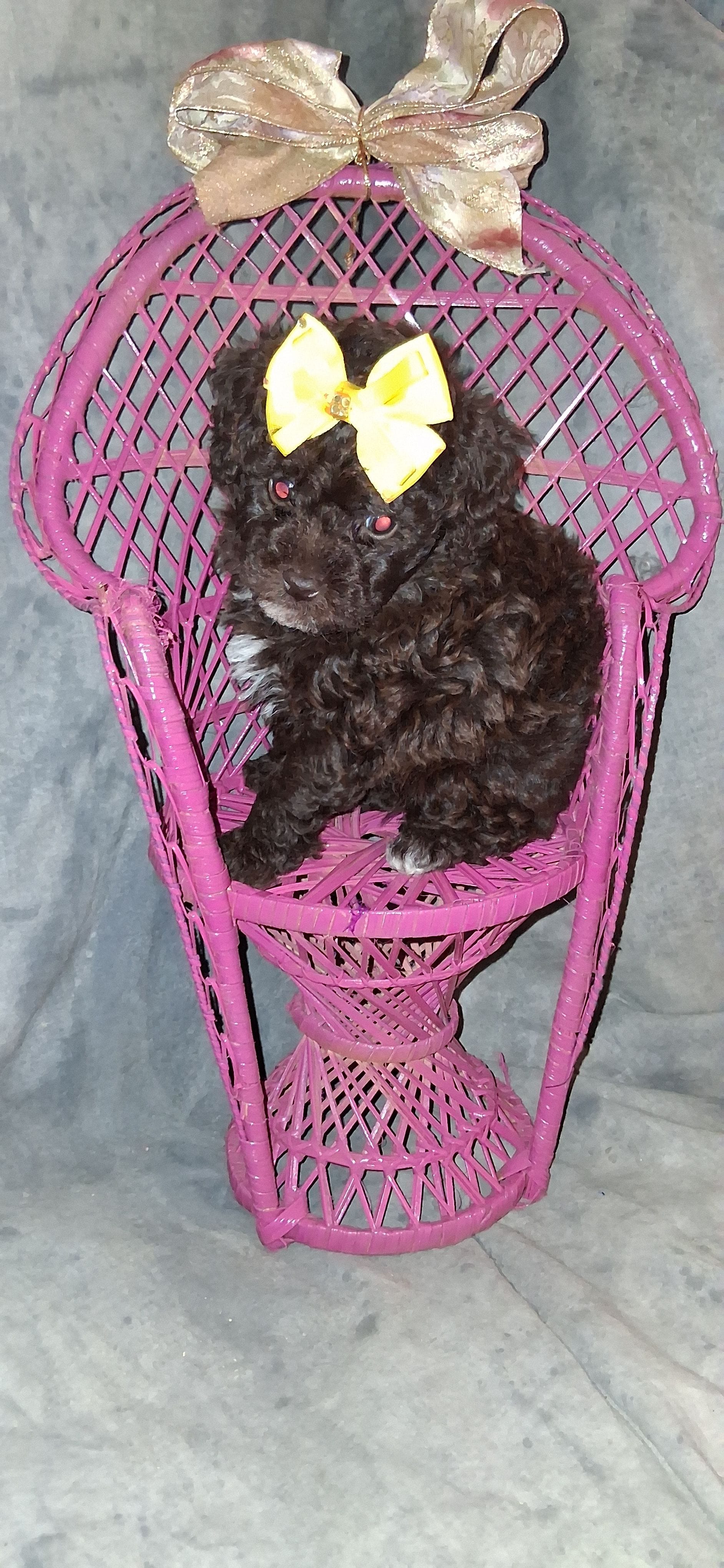 AKC  Charming Chocolate Chelsea – Poodle - Toy  puppy for sale in Conroe, TX