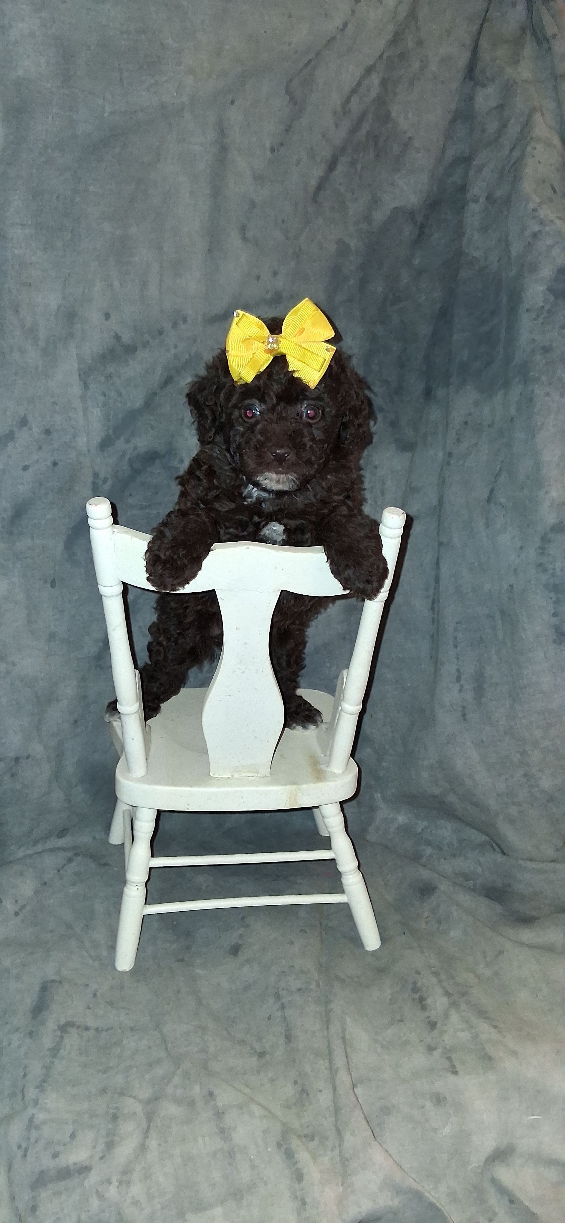 AKC  Charming Chocolate Chelsea, a female Poodle - Toy  for sale in Conroe, TX – Photo 3 of 4