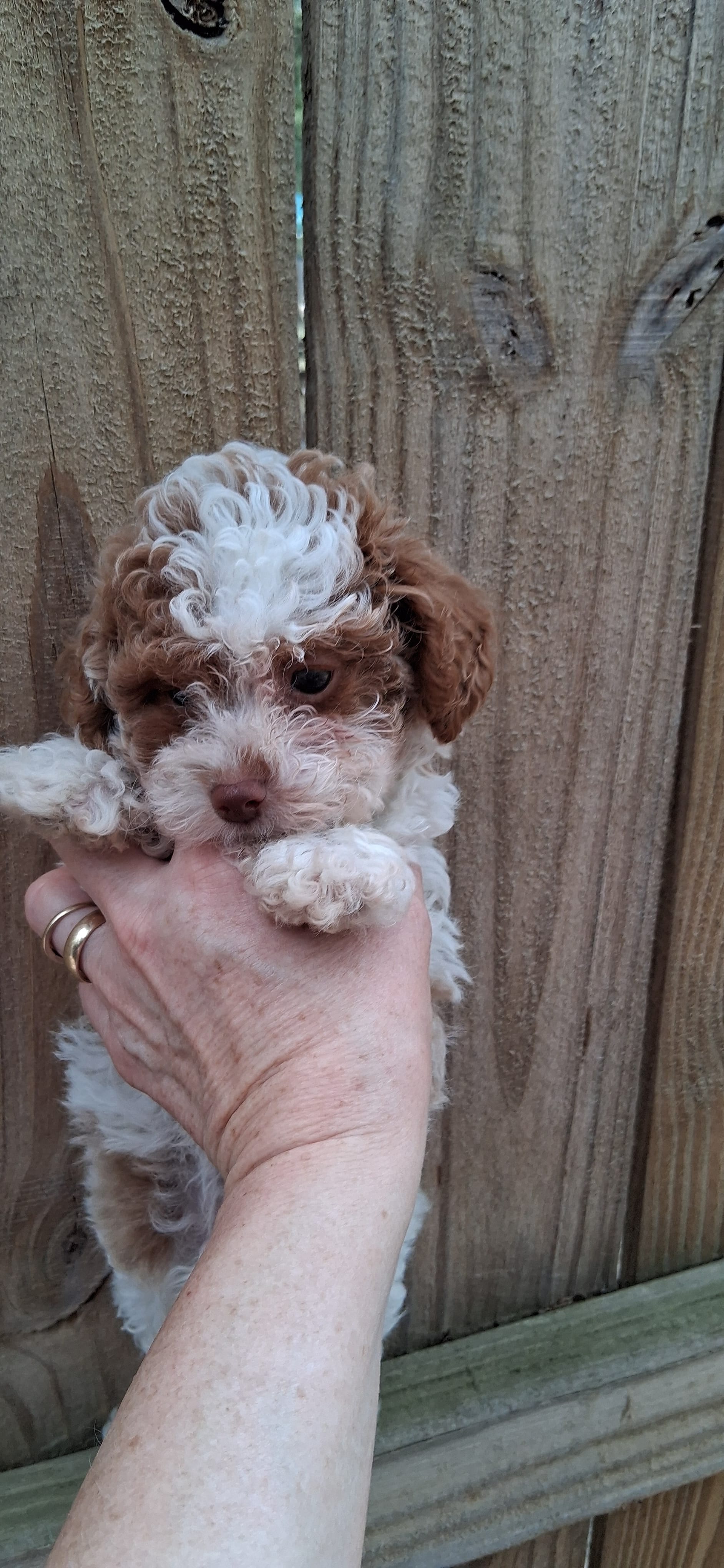 AKC Houston  rare red and white – Poodle - Toy  puppy for sale in Conroe, TX