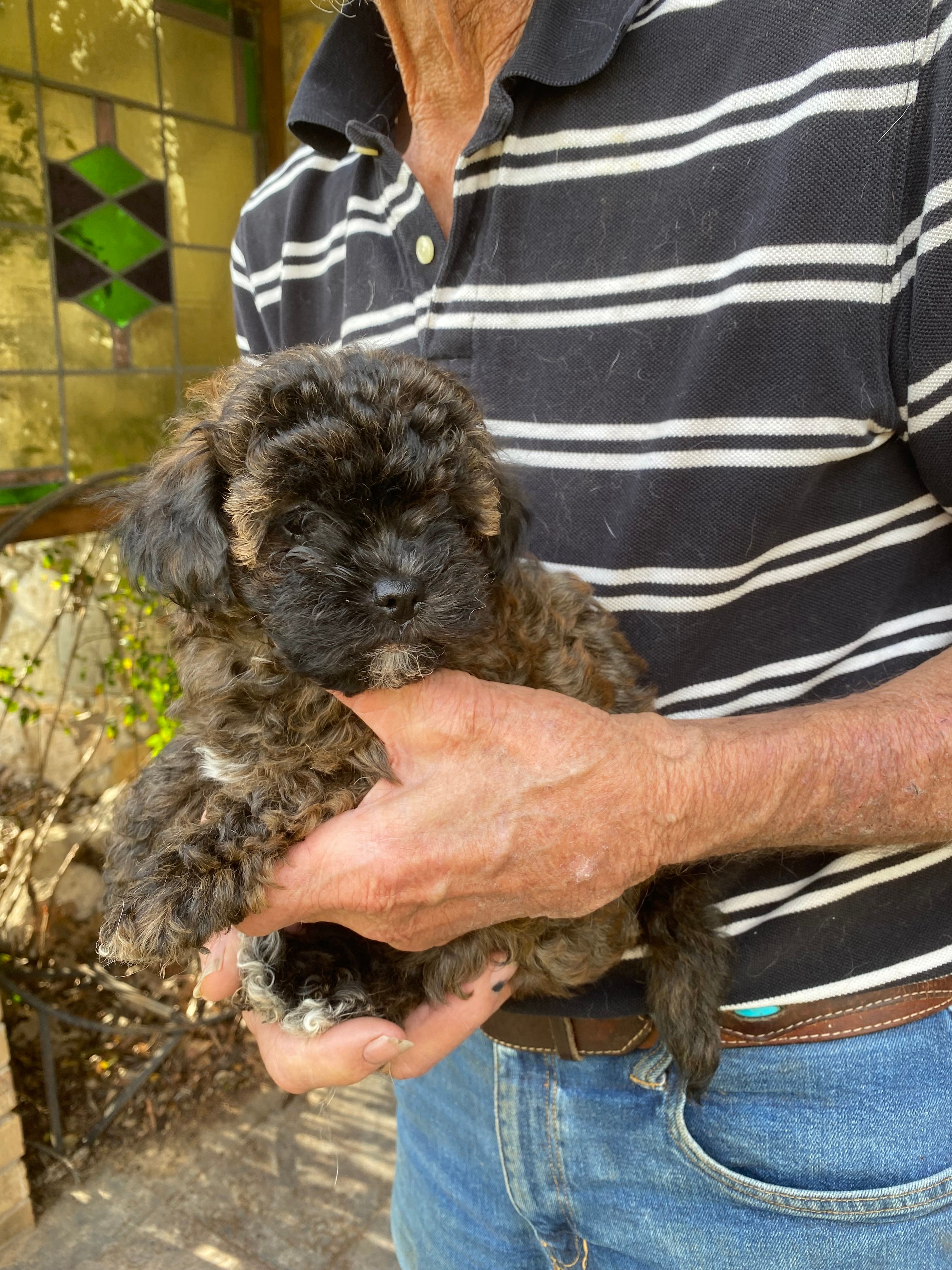 Cinnamon  – Maltipoo puppy for sale in Granbury, TX