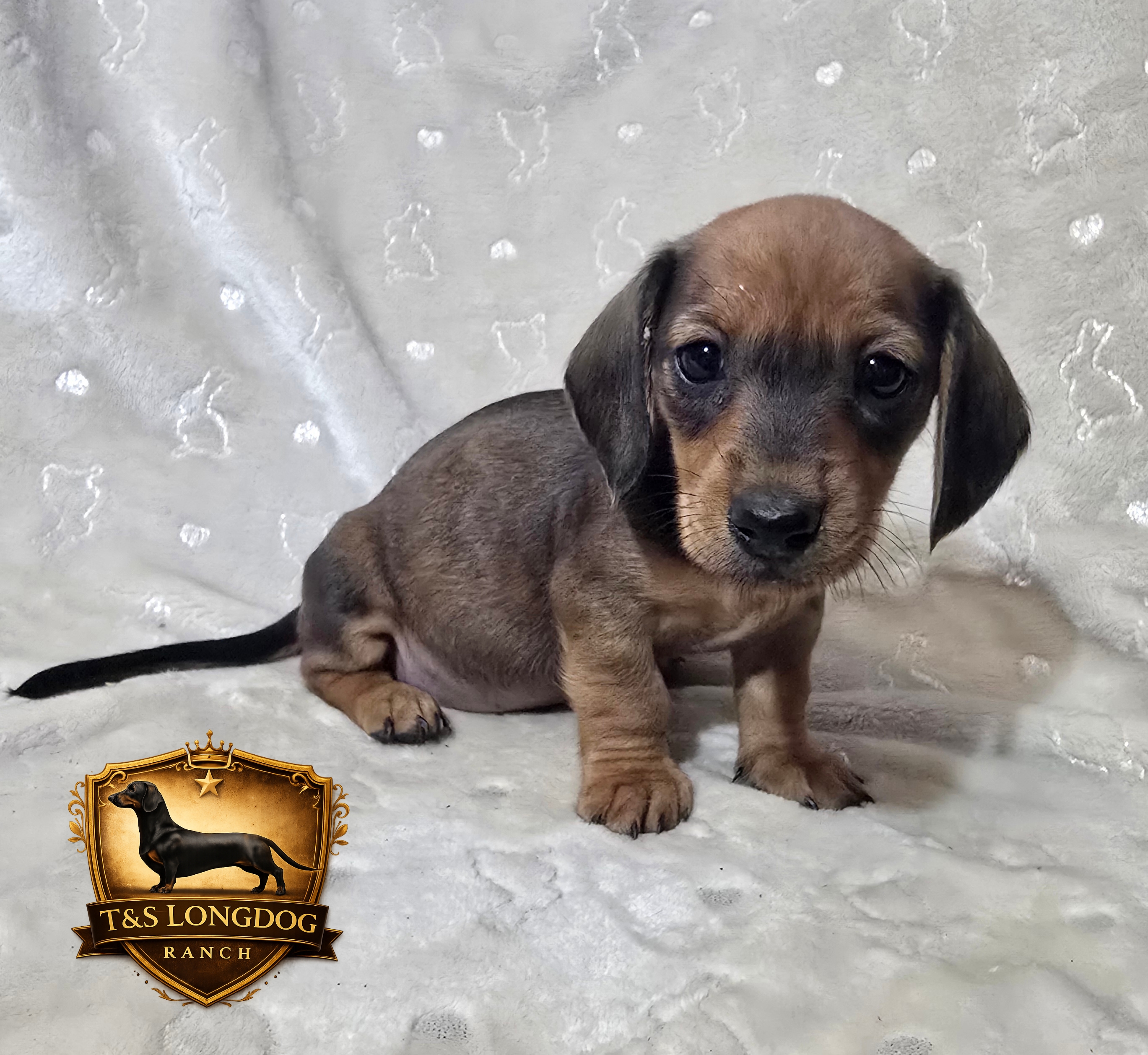 Honey Bee – Miniature Dachshund puppy for sale in Checotah, OK