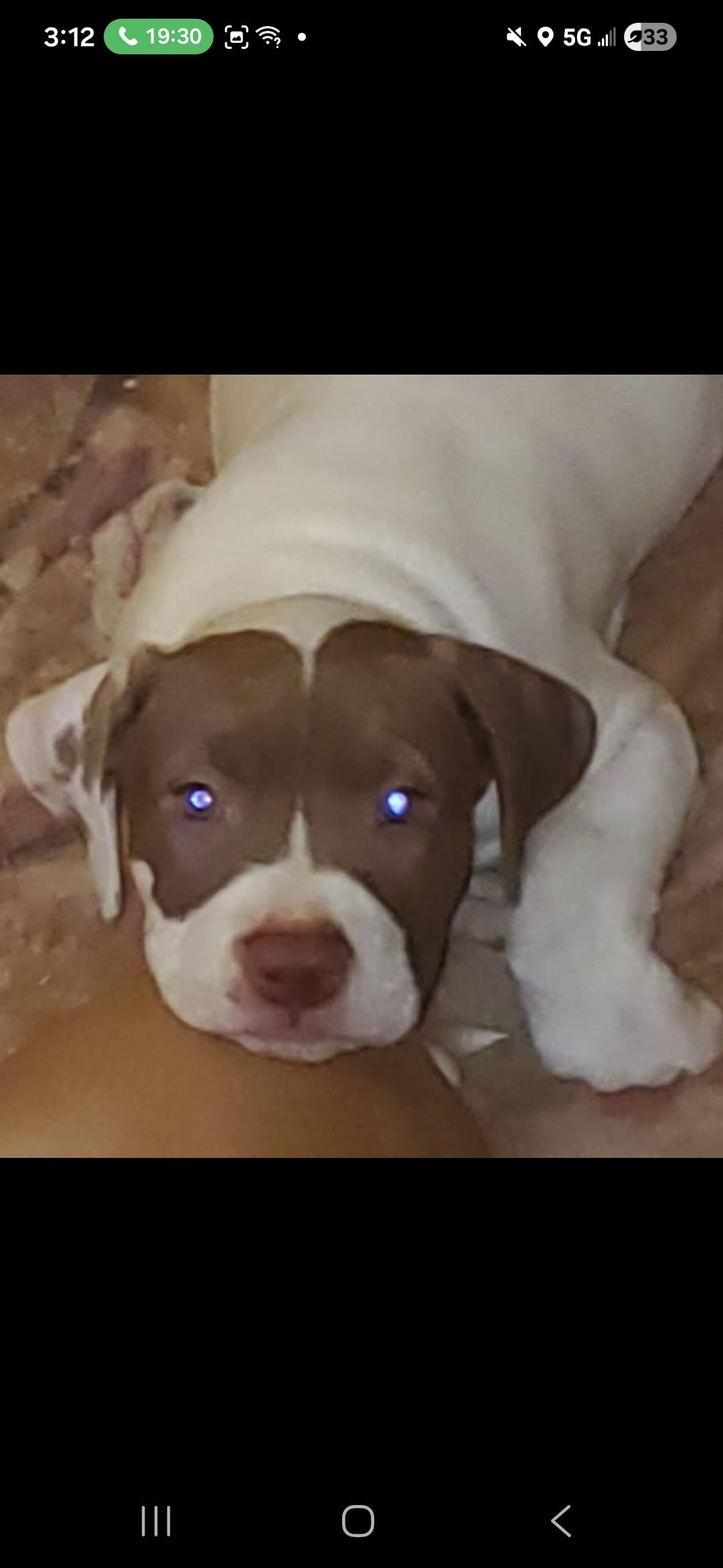 Peedey – American Pit Bull Terrier puppy for sale in Merrillville, IN