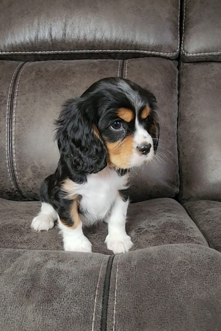 GUNNER – Cavalier King Charles Spaniel puppy for sale in Doon, IA