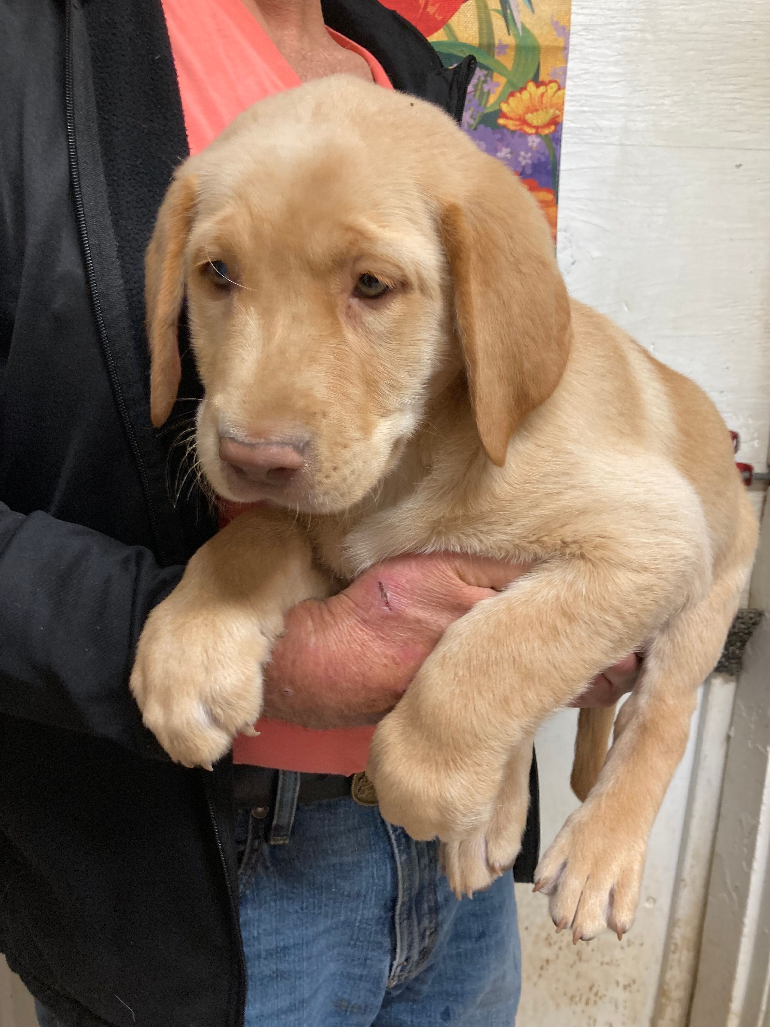 Remi yellow boy – Labrador Retriever puppy for sale in Albemarle, NC