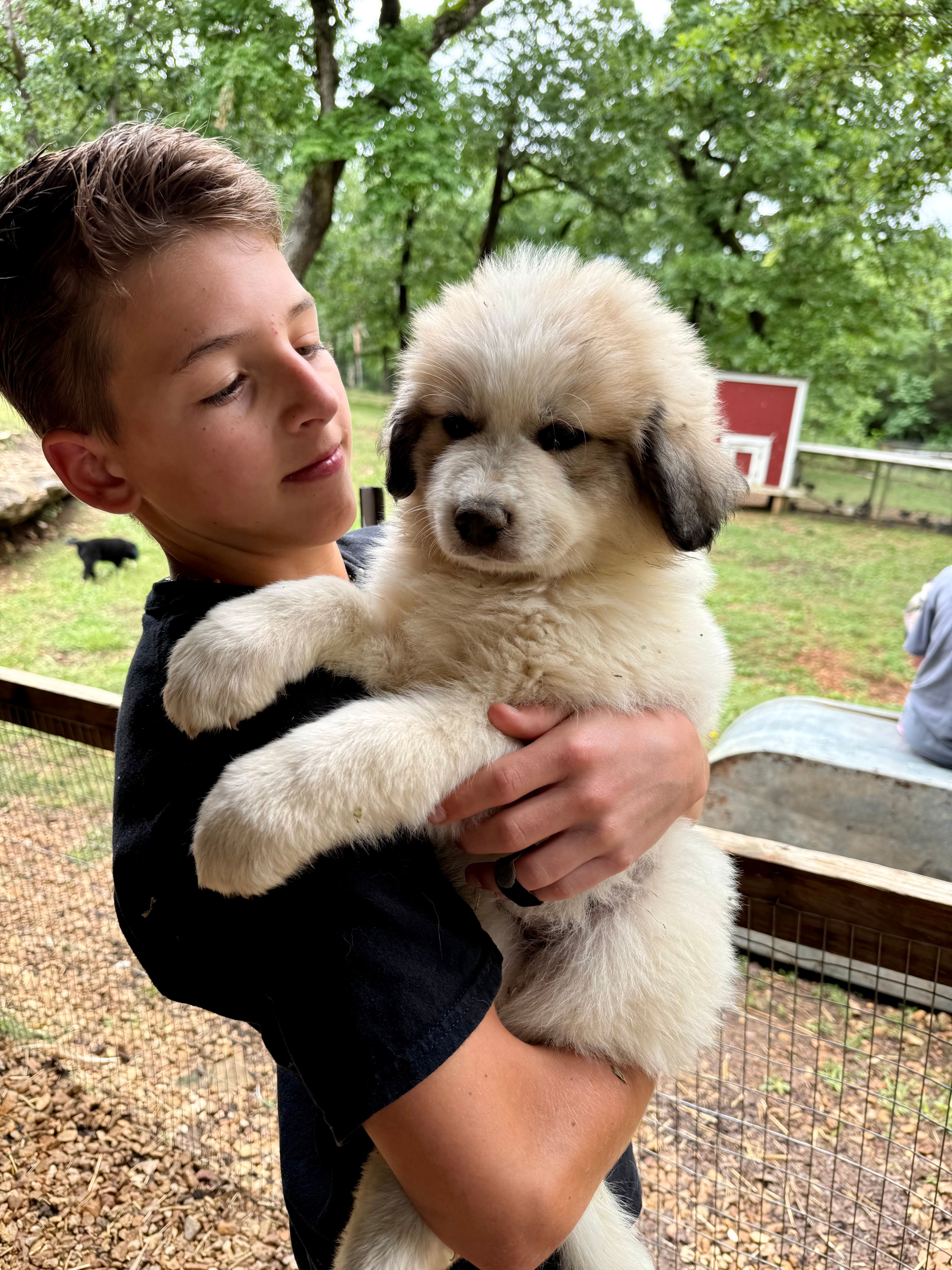 Pink Stripe – Great Pyrenees puppy for sale in Kirbyville, MO