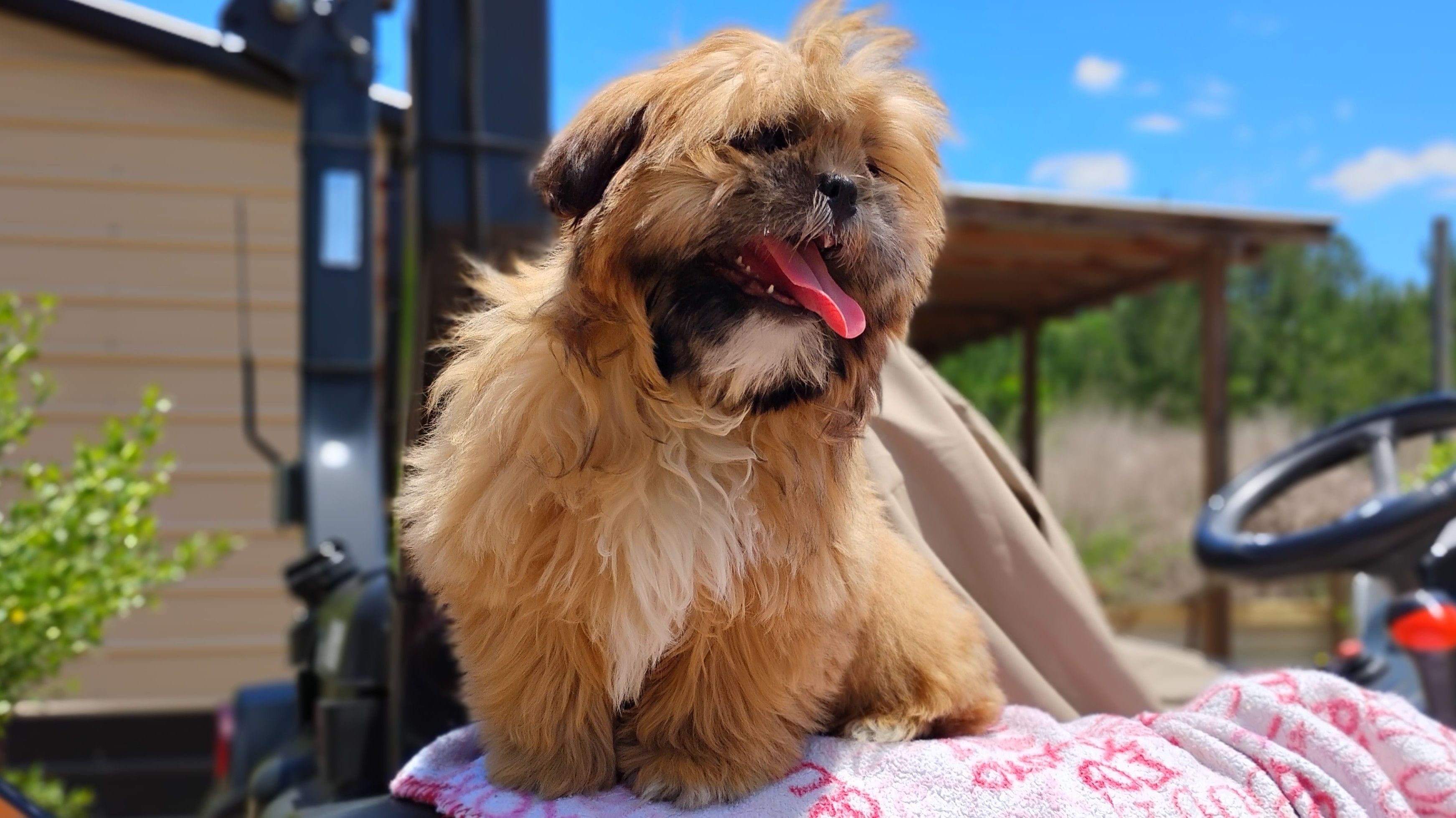 Akc full rights Little BEAR – Shih Tzu puppy for sale in Houston, TX