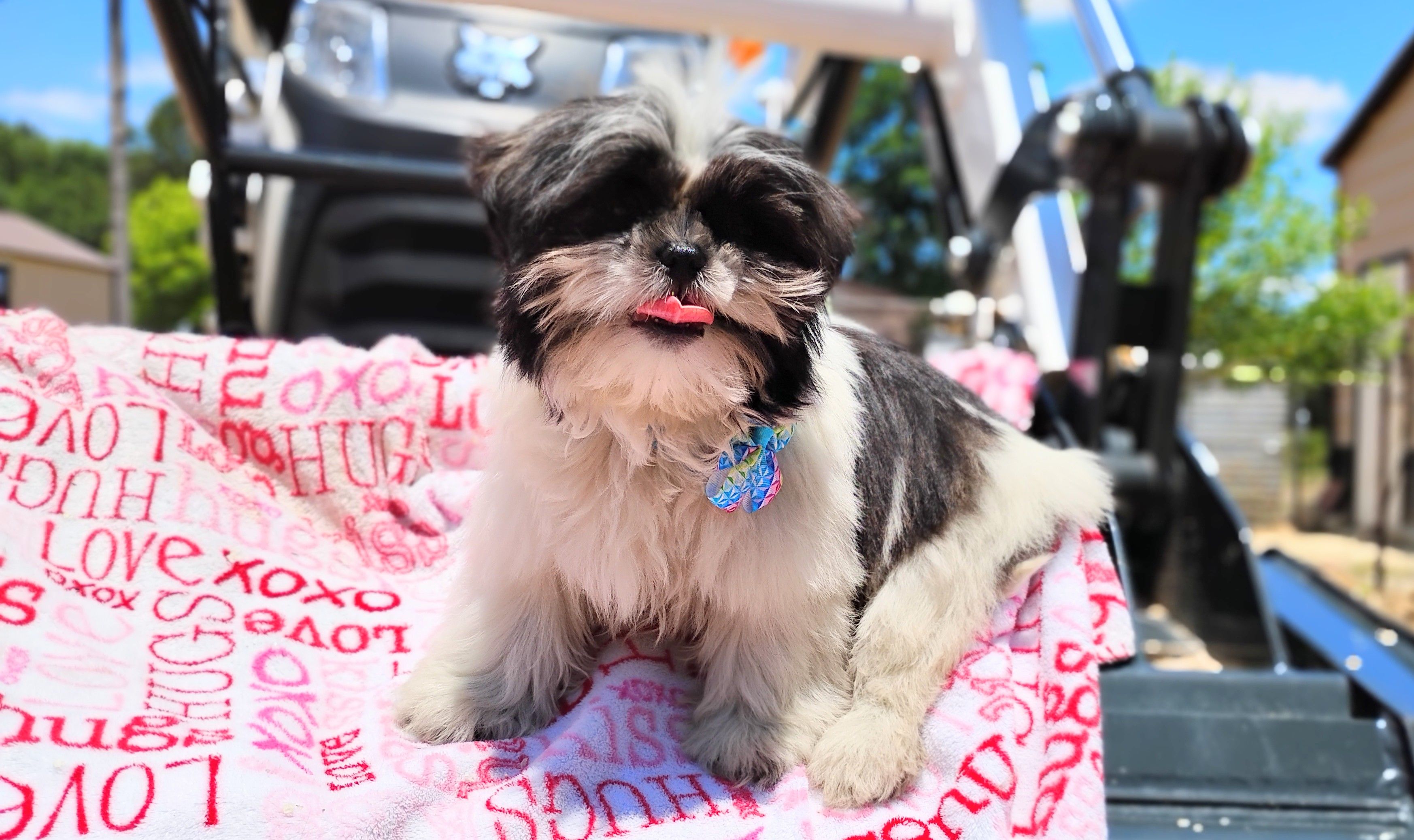 Akc full rights Pumpkin, a female Shih Tzu for sale in Houston, TX – 2 of 6