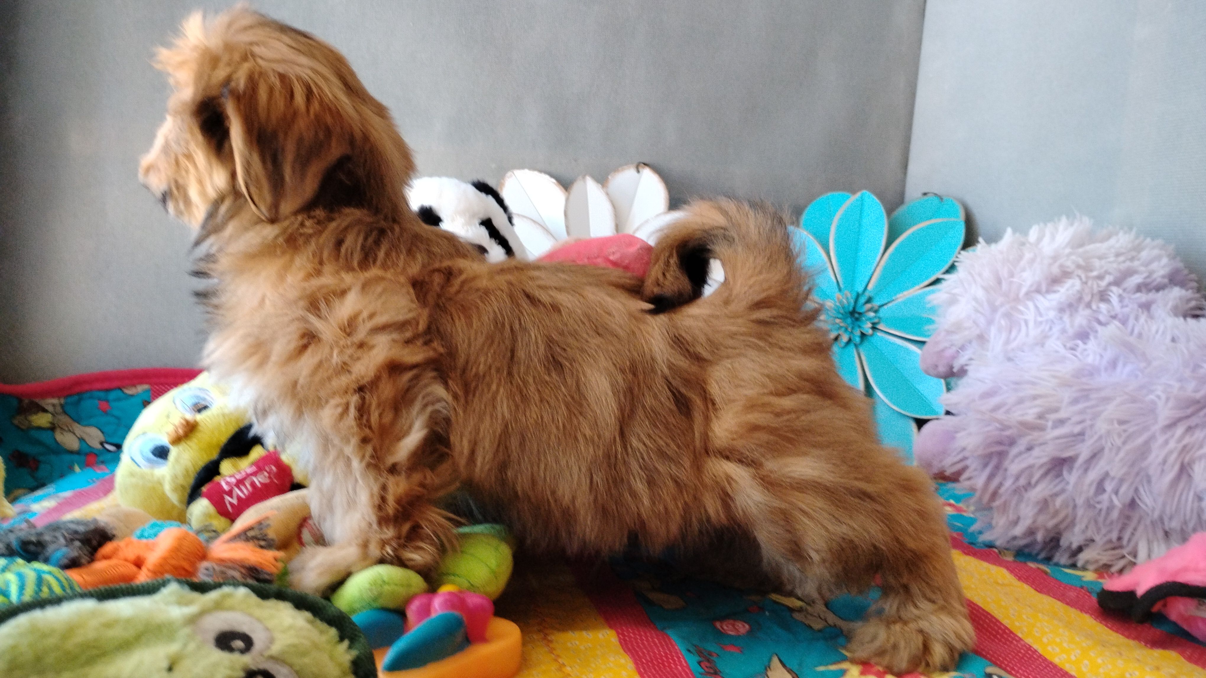 AKC Beau, a male Shih Tzu for sale in Chandler, AZ – 5 of 5