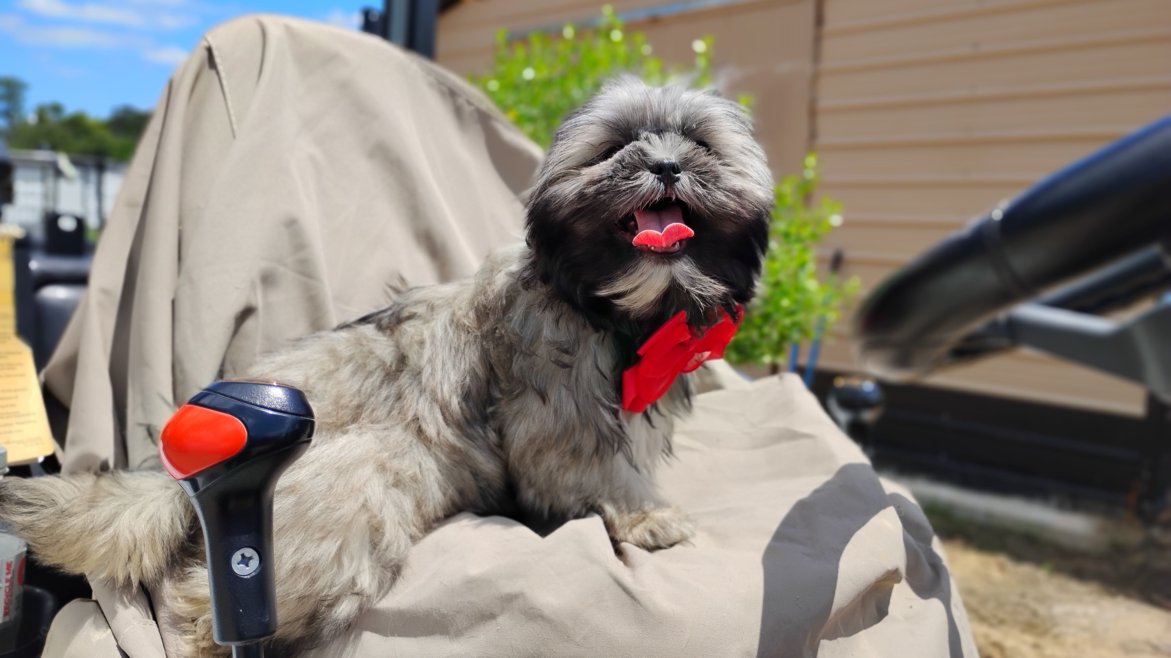 Akc full rights -Silver Belle, a female Shih Tzu for sale in Houston, TX – 5 of 5