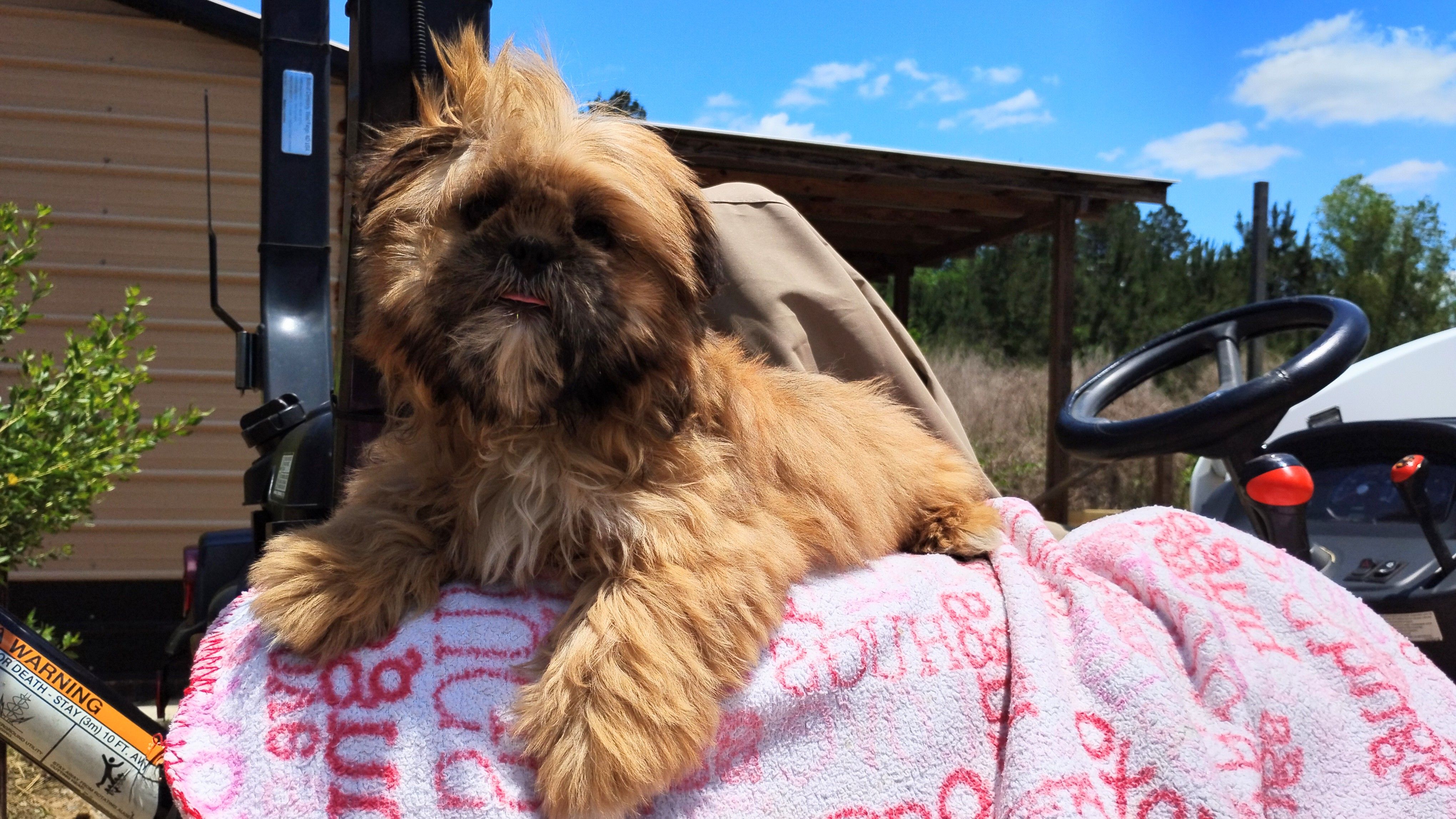 Liberty – Shih Tzu puppy for sale in Houston, TX