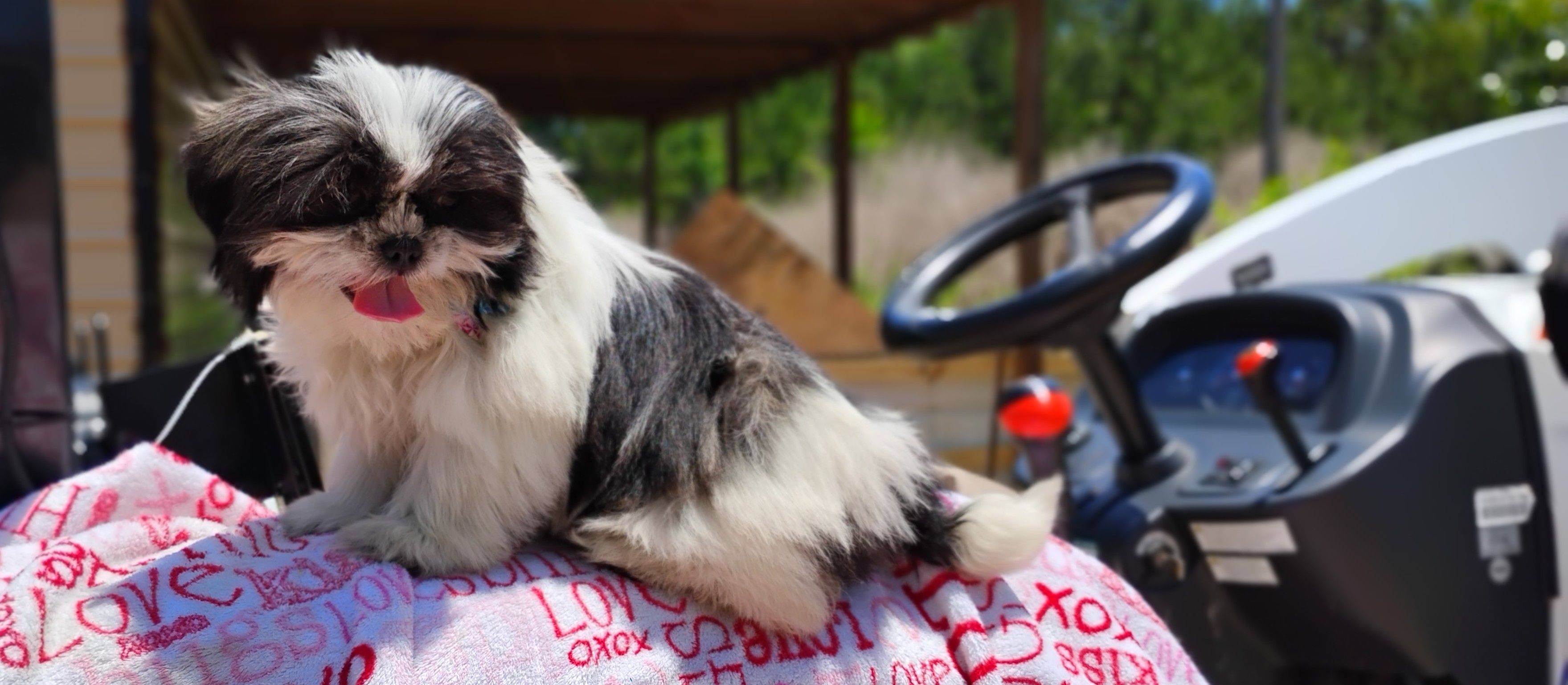 Akc full rights Pumpkin, a female Shih Tzu for sale in Houston, TX – 6 of 6