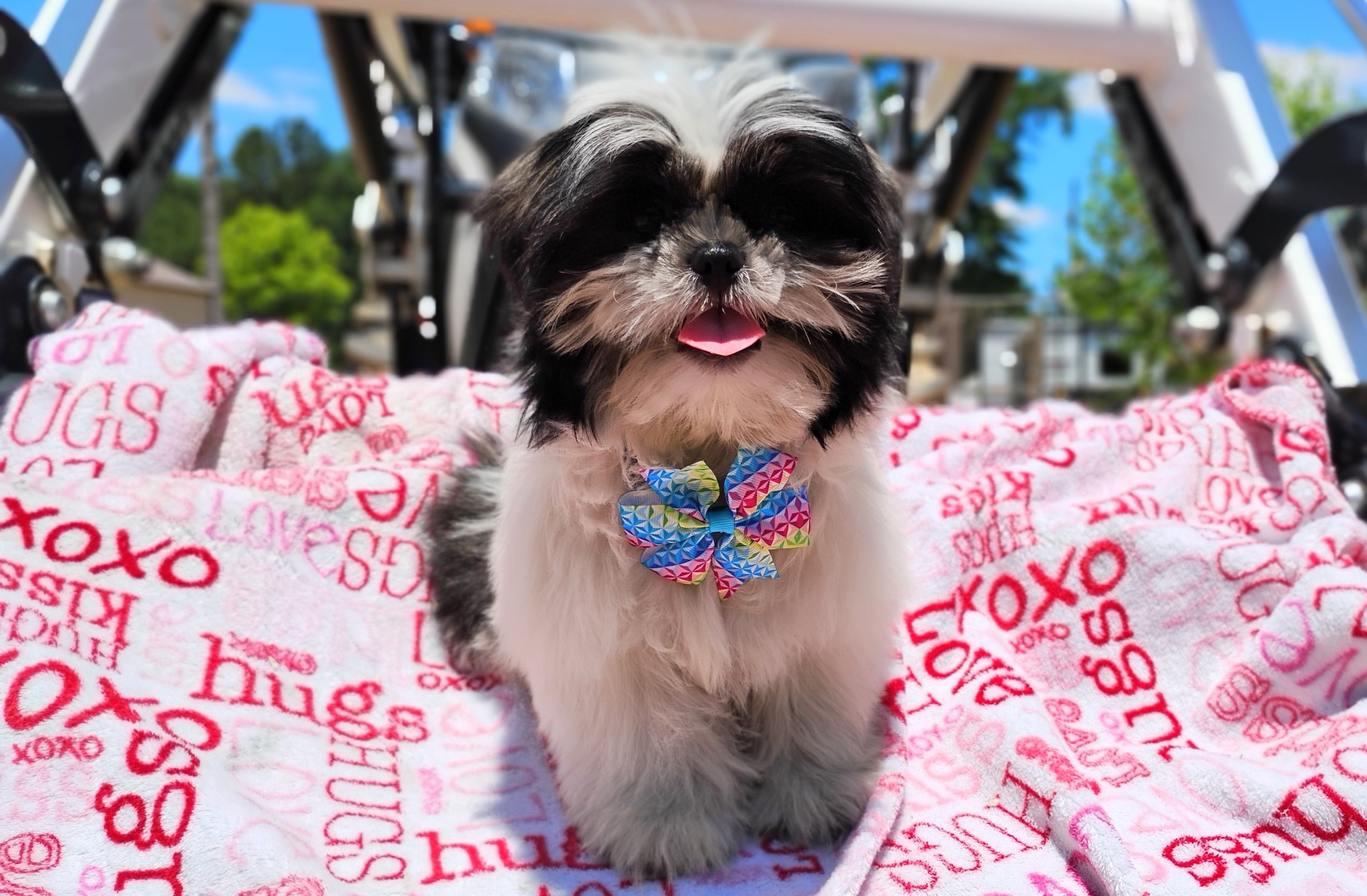 Akc full rights Pumpkin – Shih Tzu puppy for sale in Houston, TX