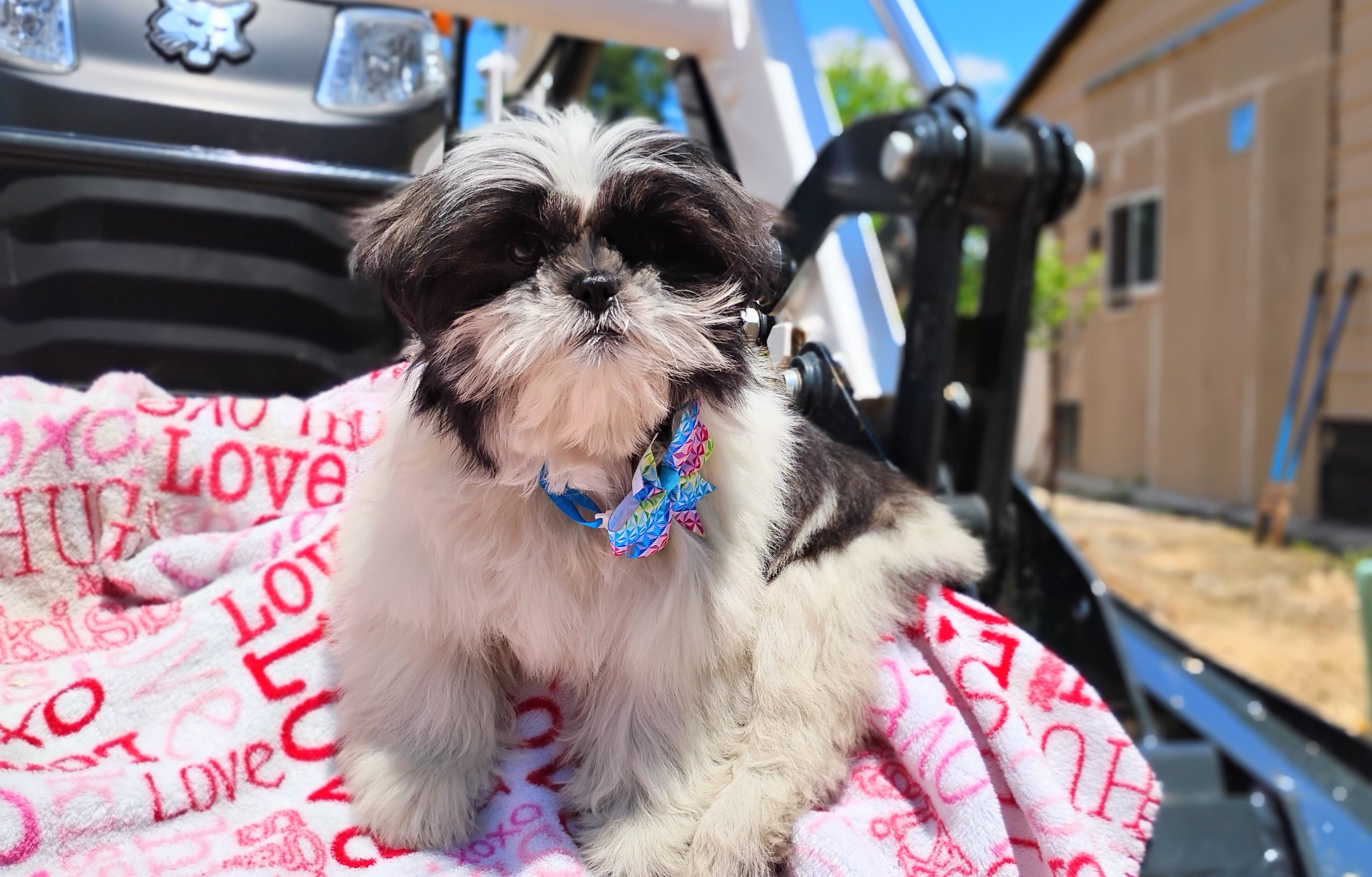 Akc full rights Pumpkin, a female Shih Tzu for sale in Houston, TX – 5 of 6