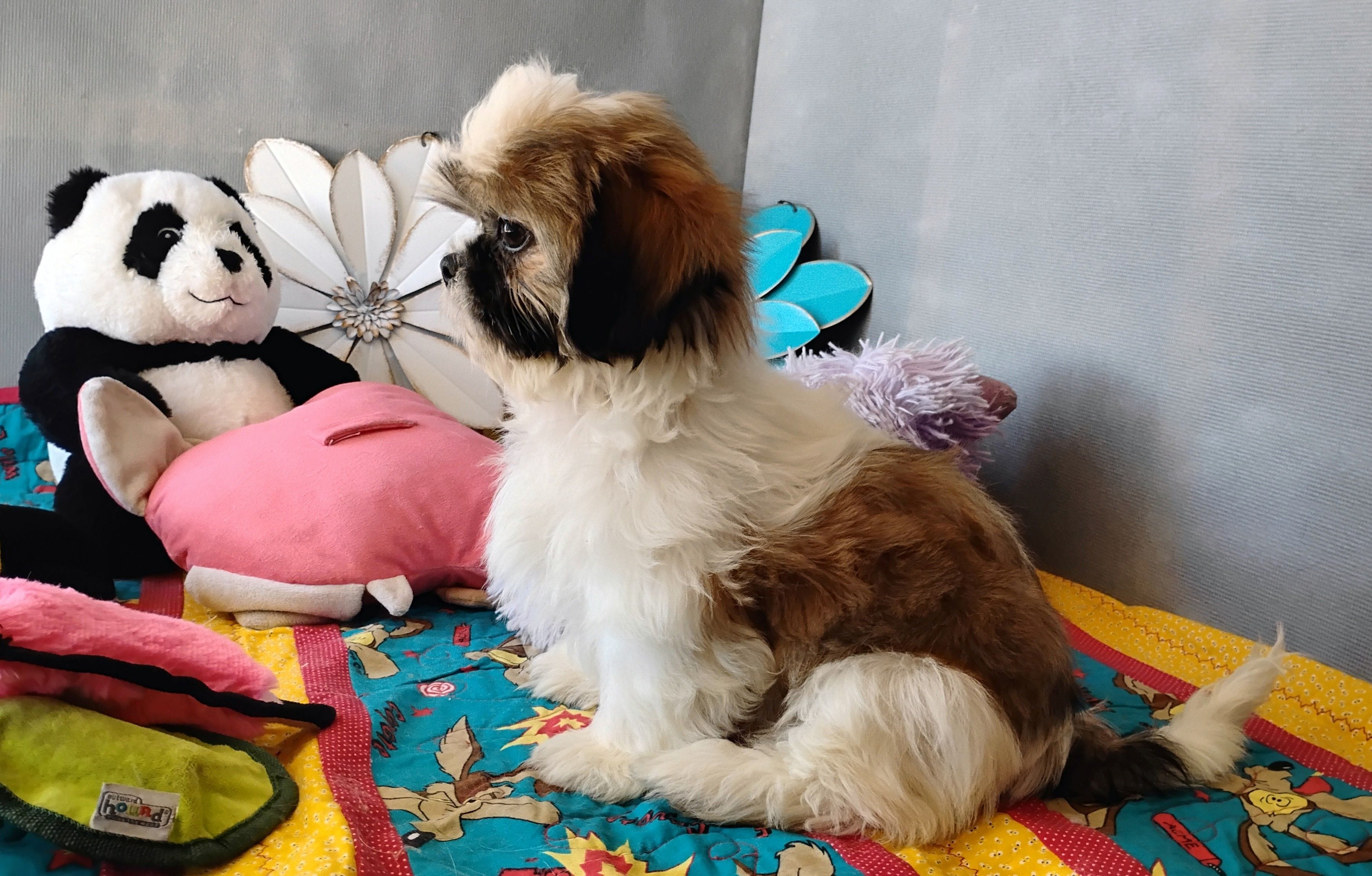 AKC Jax, a male Shih Tzu for sale in Chandler, AZ – Photo 3 of 6