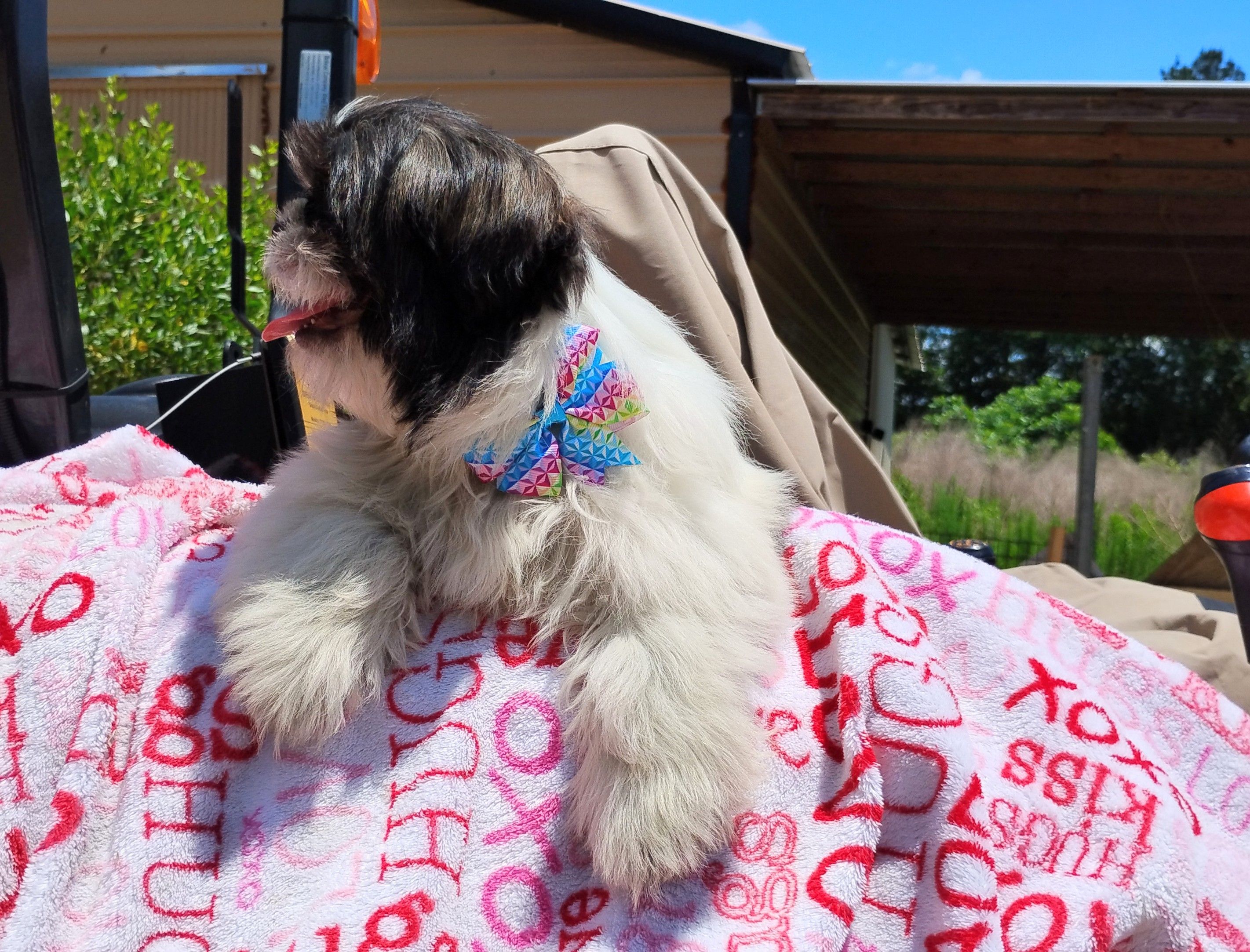 Akc full rights Pumpkin, a female Shih Tzu for sale in Houston, TX – 4 of 6