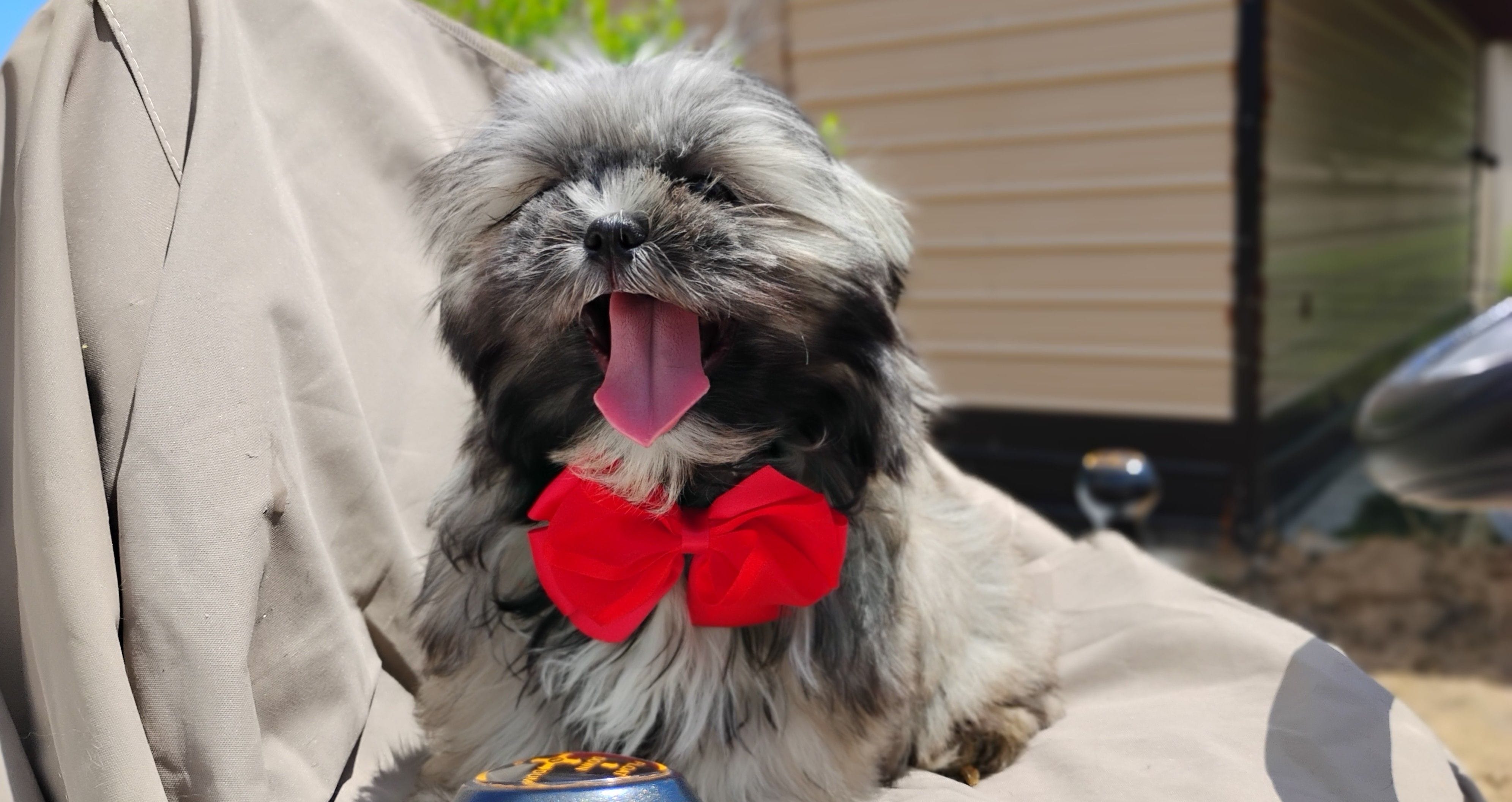 Akc full rights -Silver Belle, a female Shih Tzu for sale in Houston, TX – 2 of 5