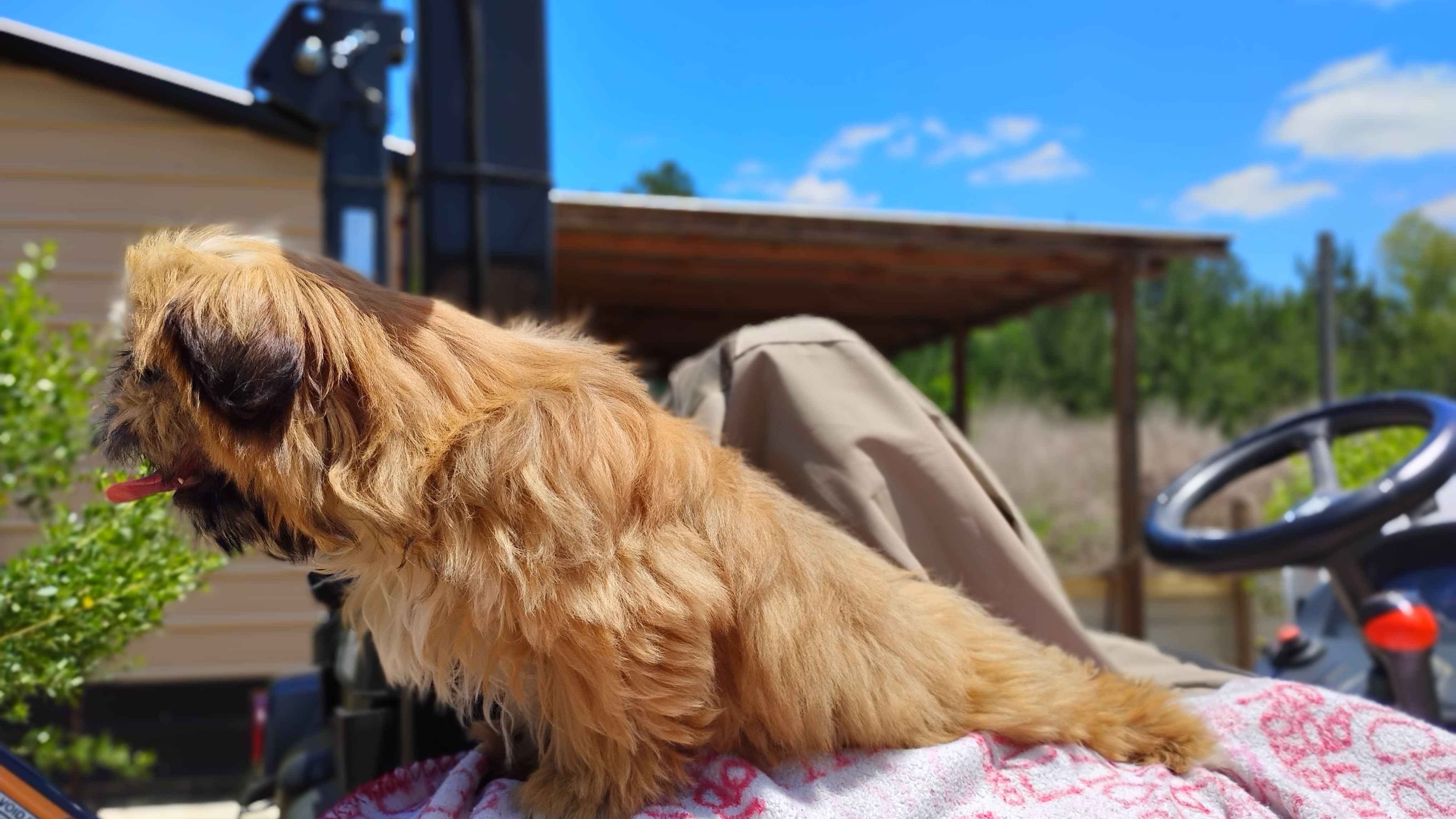 Akc full rights Little BEAR, a female Shih Tzu for sale in Houston, TX – 4 of 4