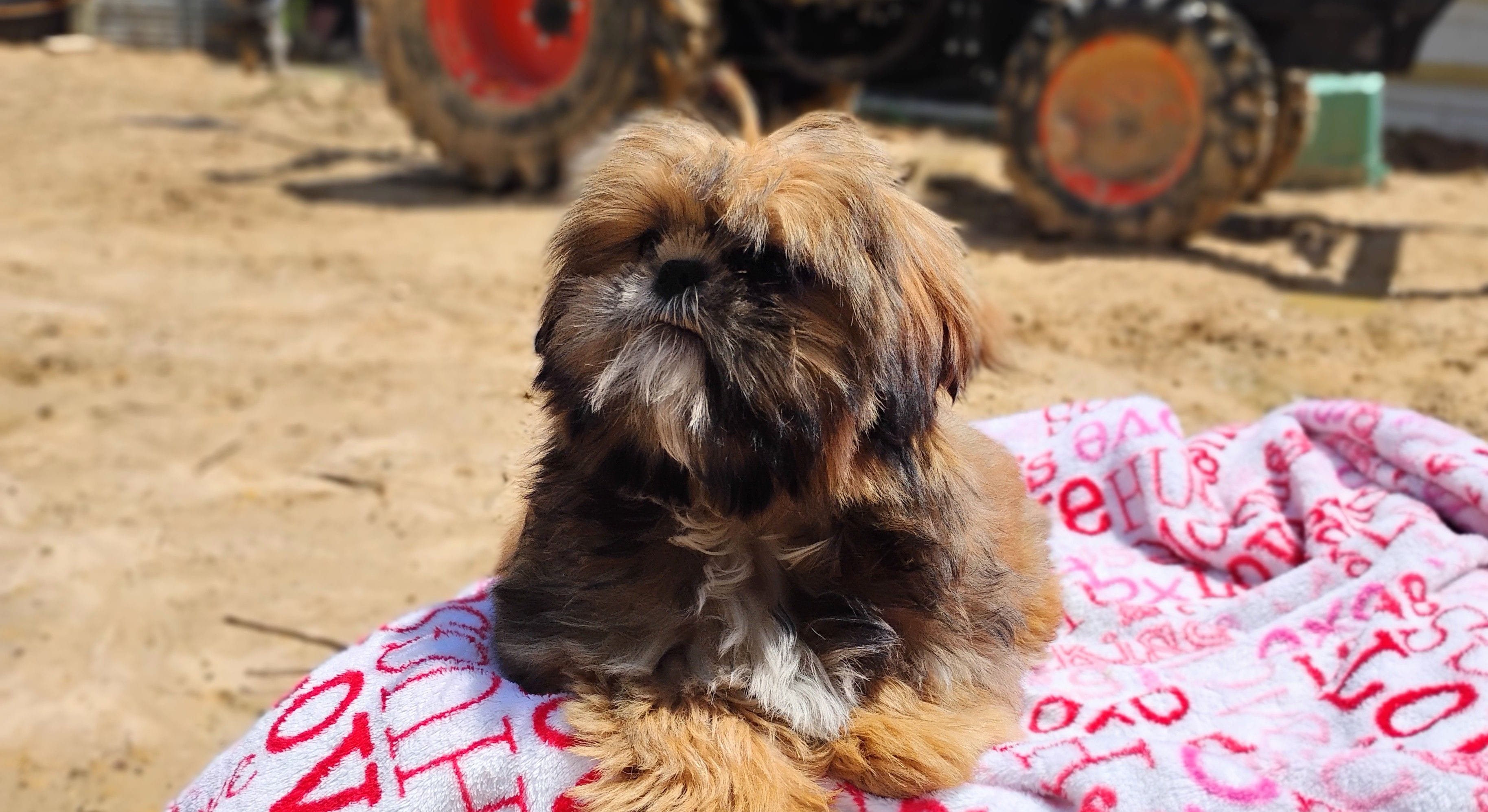 AKC full rights Liberty, a female Shih Tzu for sale in Houston, TX – 3 of 4