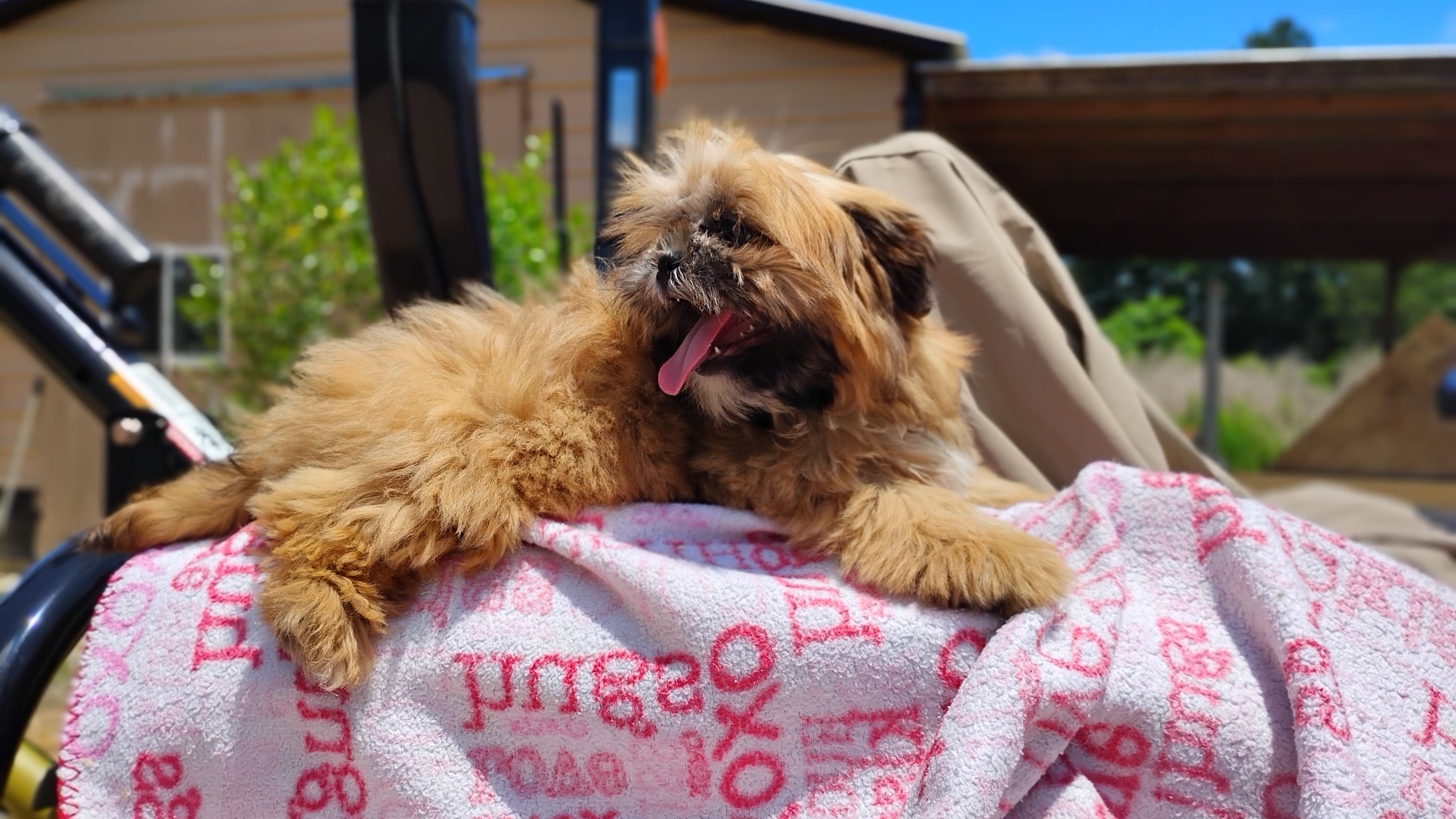 Akc full rights Little BEAR, a female Shih Tzu for sale in Houston, TX – 2 of 4