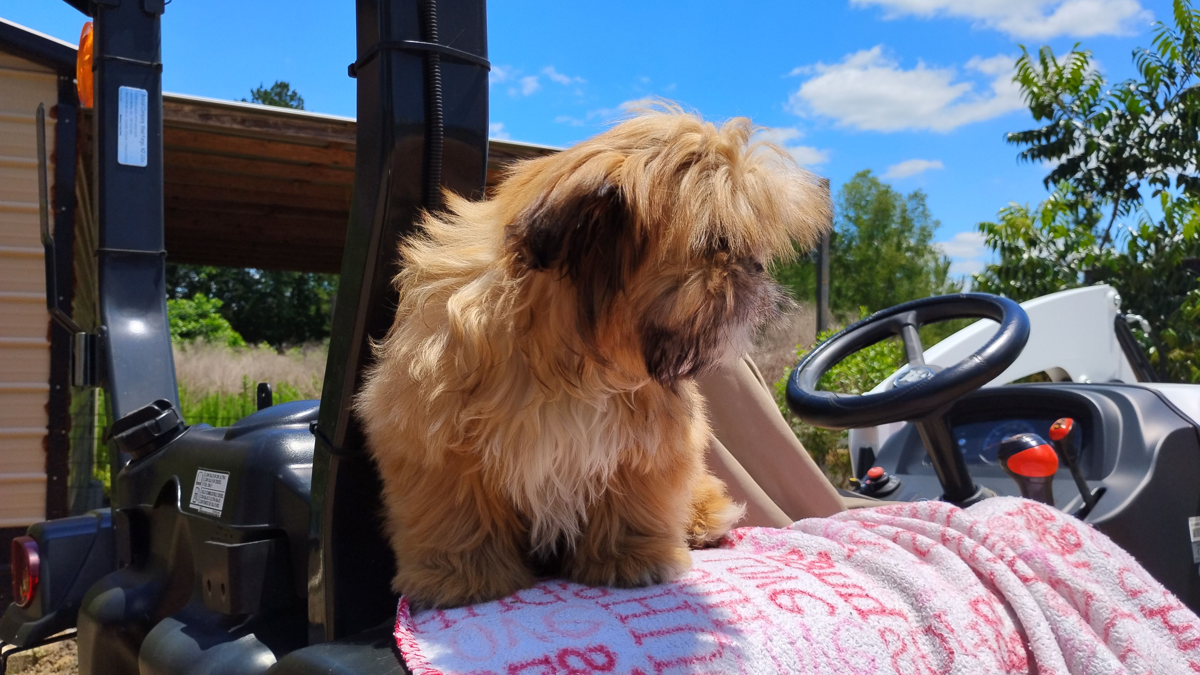 Liberty, a female Shih Tzu for sale in Houston, TX – 3 of 4