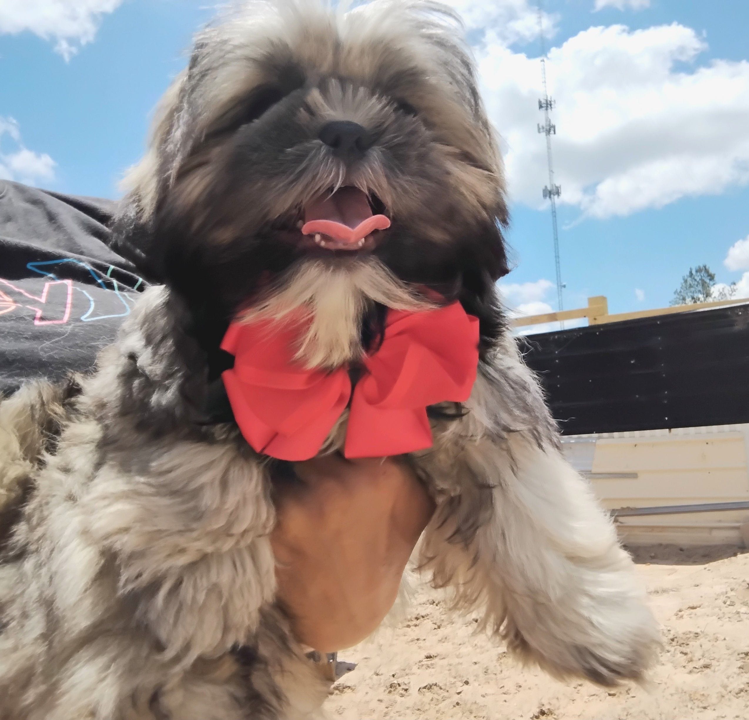 Akc full rights -Silver Belle – Shih Tzu puppy for sale in Houston, TX