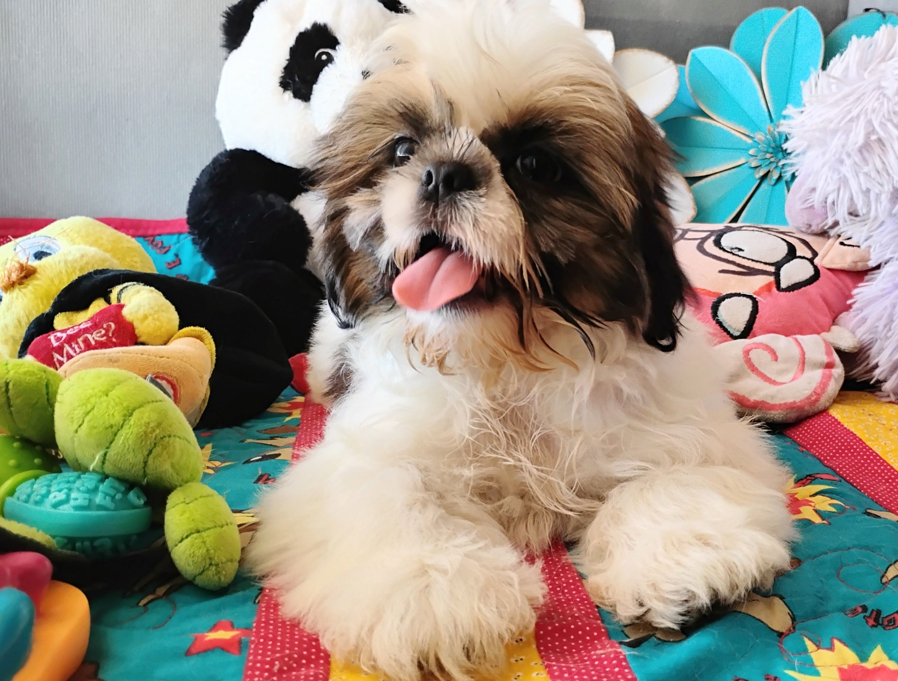 Akc Oliver, a male Shih Tzu for sale in Chandler, AZ – Photo 3 of 5