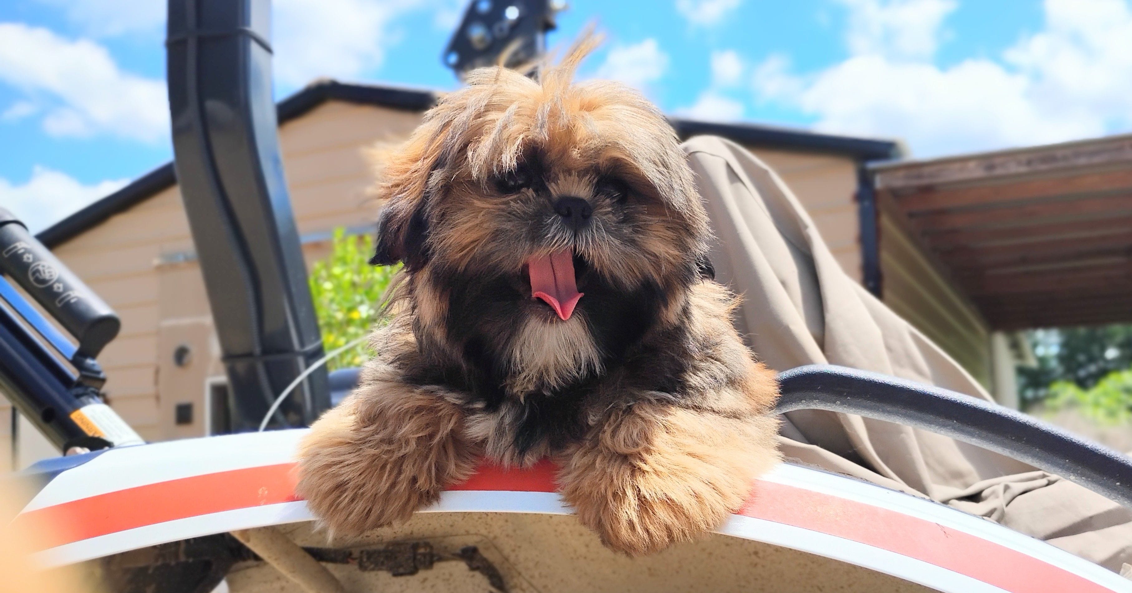 AKC full rights Liberty, a female Shih Tzu for sale in Houston, TX – 4 of 4