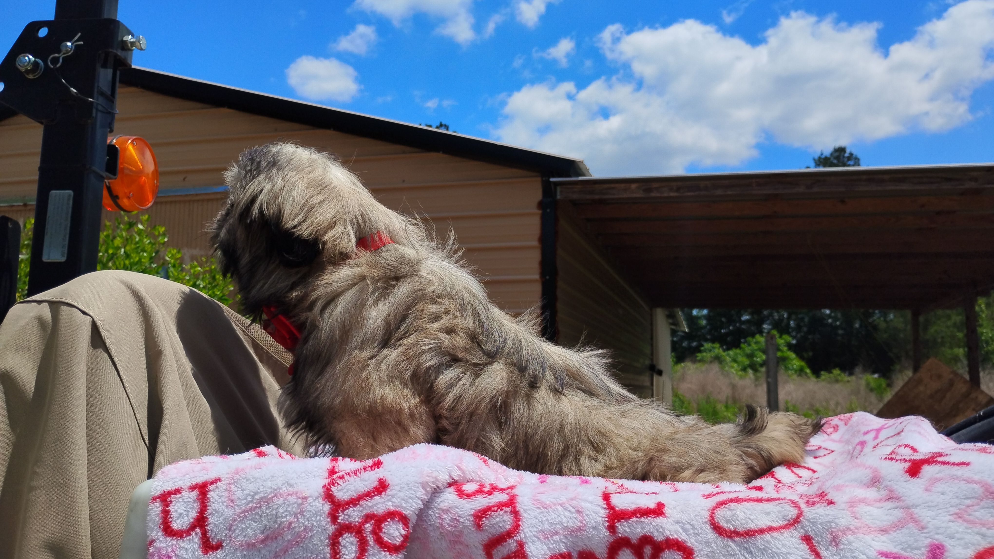 Akc full rights -Silver Belle, a female Shih Tzu for sale in Houston, TX – 4 of 5