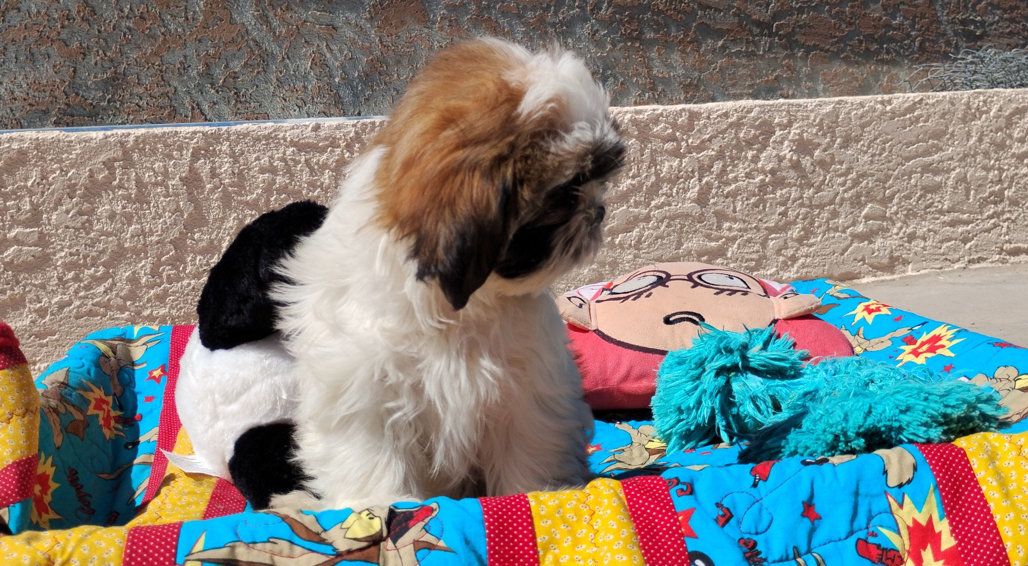 Akc Oliver, a male Shih Tzu for sale in Chandler, AZ – Photo 5 of 5