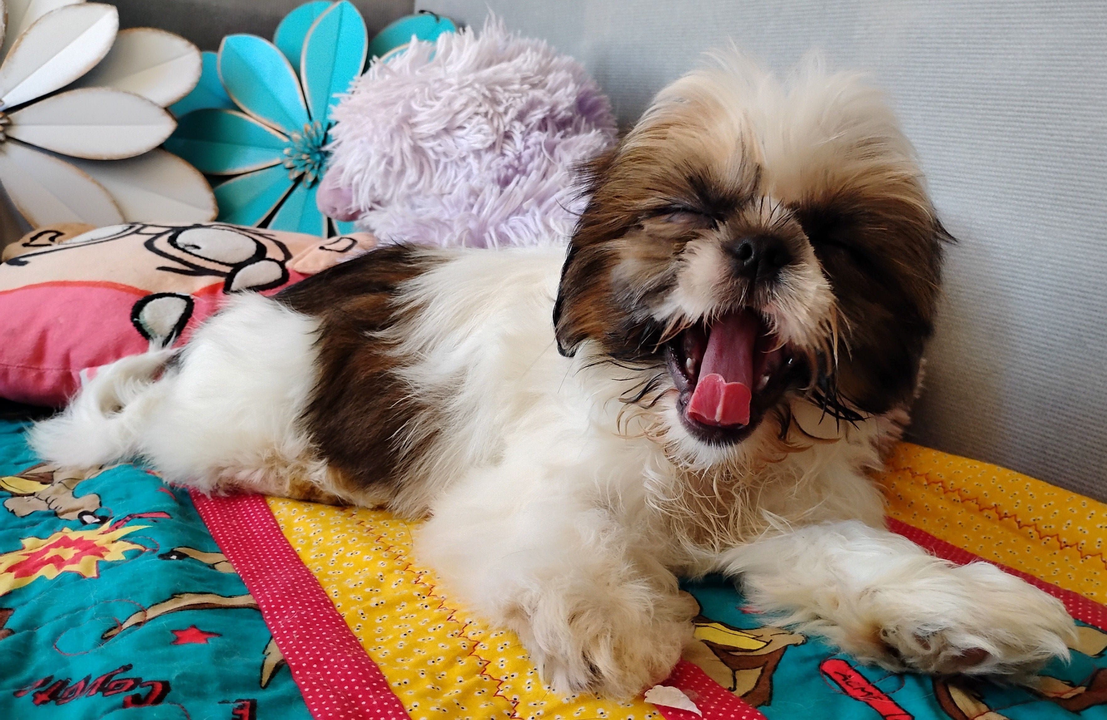 Akc Oliver, a male Shih Tzu for sale in Chandler, AZ – Photo 4 of 5