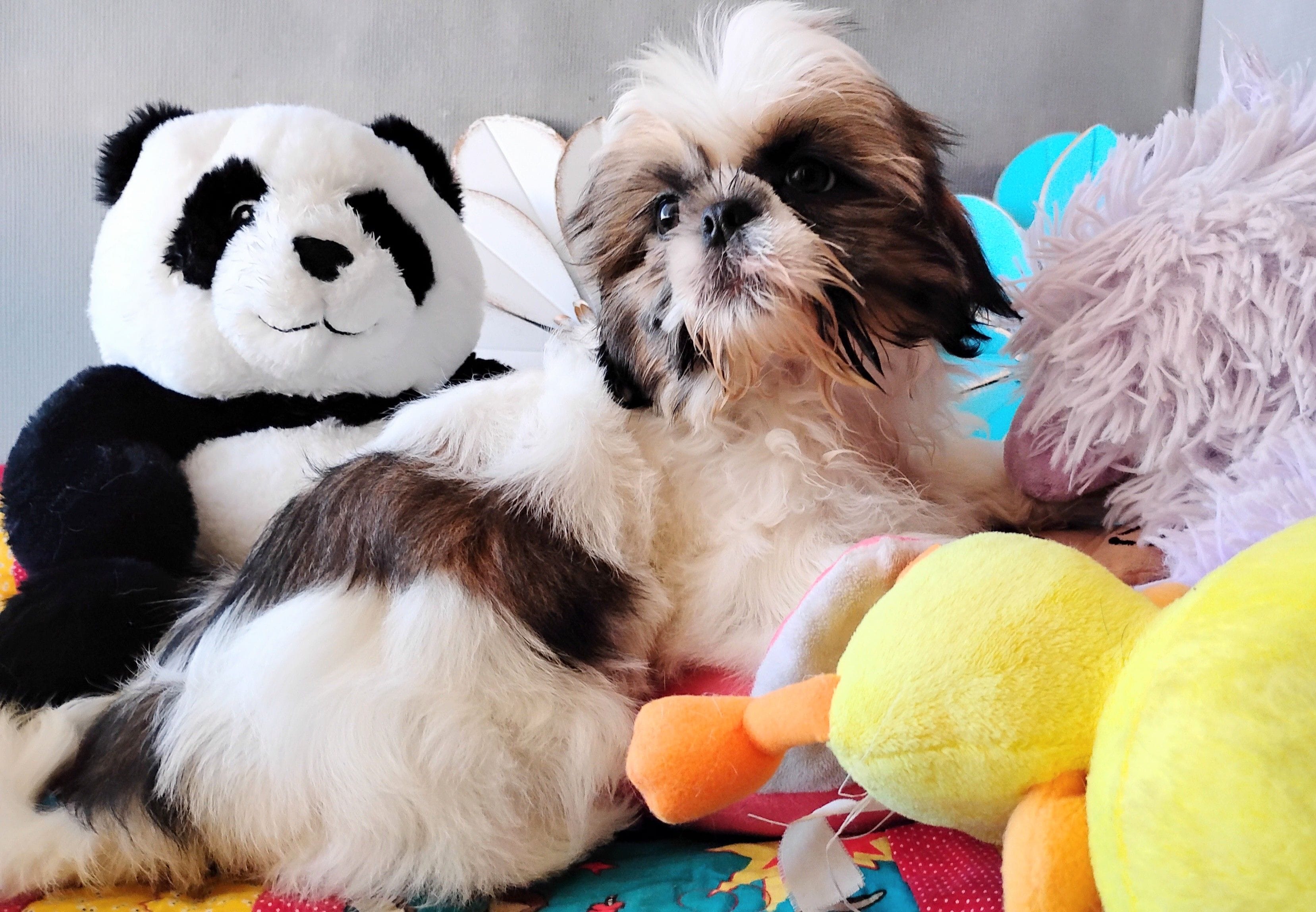 Akc Oliver, a male Shih Tzu for sale in Chandler, AZ – Photo 2 of 5