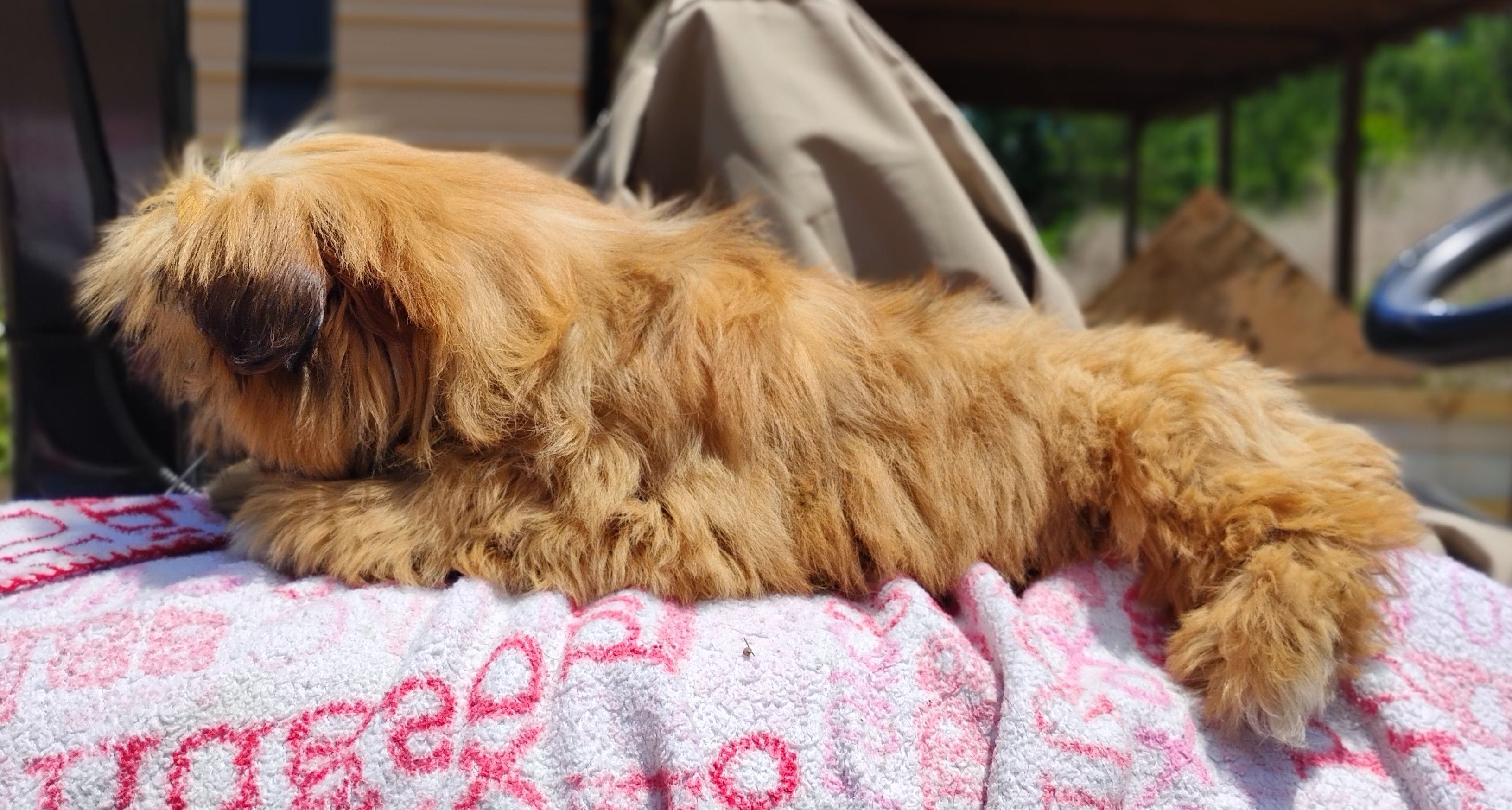 Liberty, a female Shih Tzu for sale in Houston, TX – 2 of 4