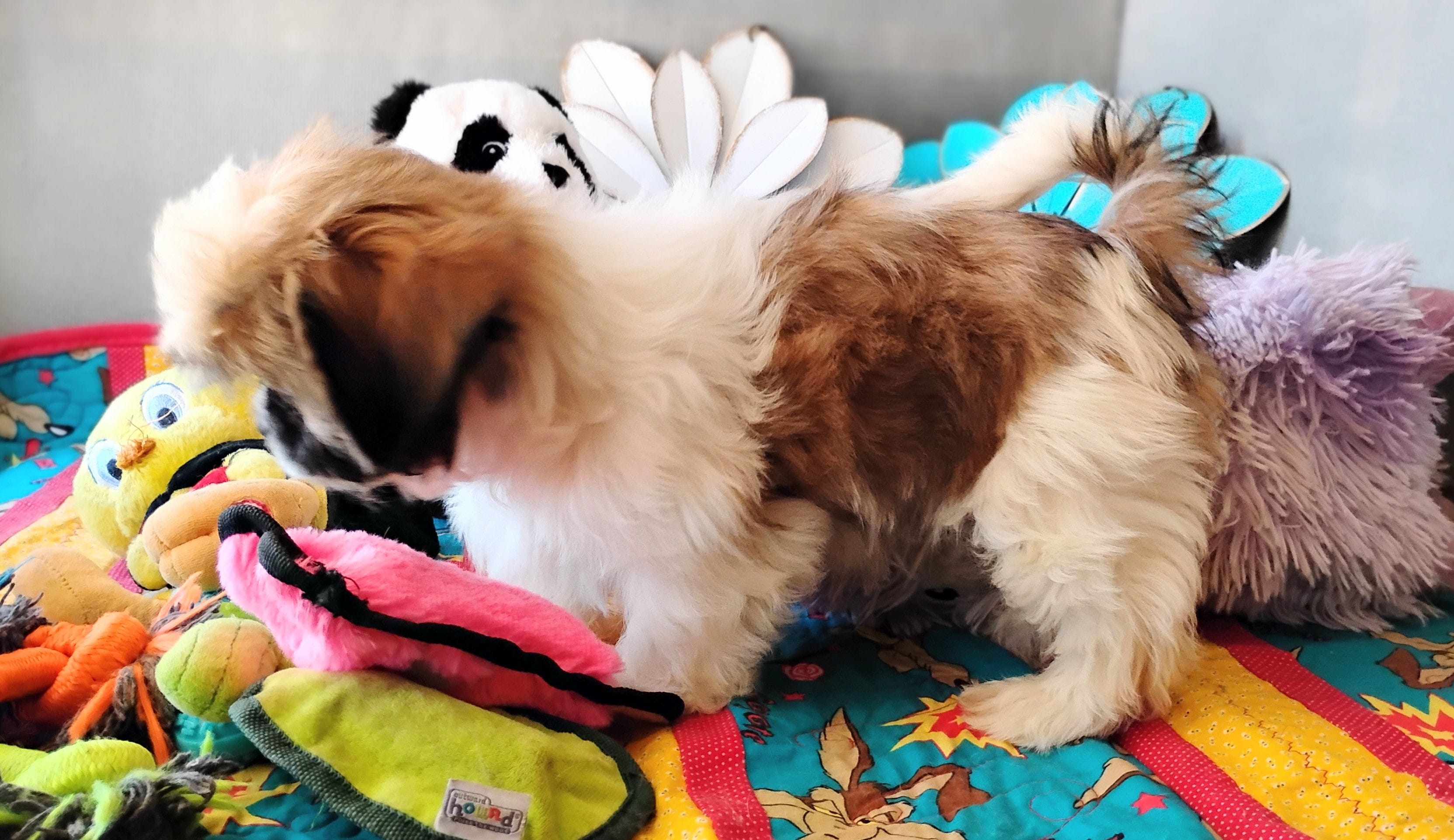 AKC Jax, a male Shih Tzu for sale in Chandler, AZ – Photo 2 of 6