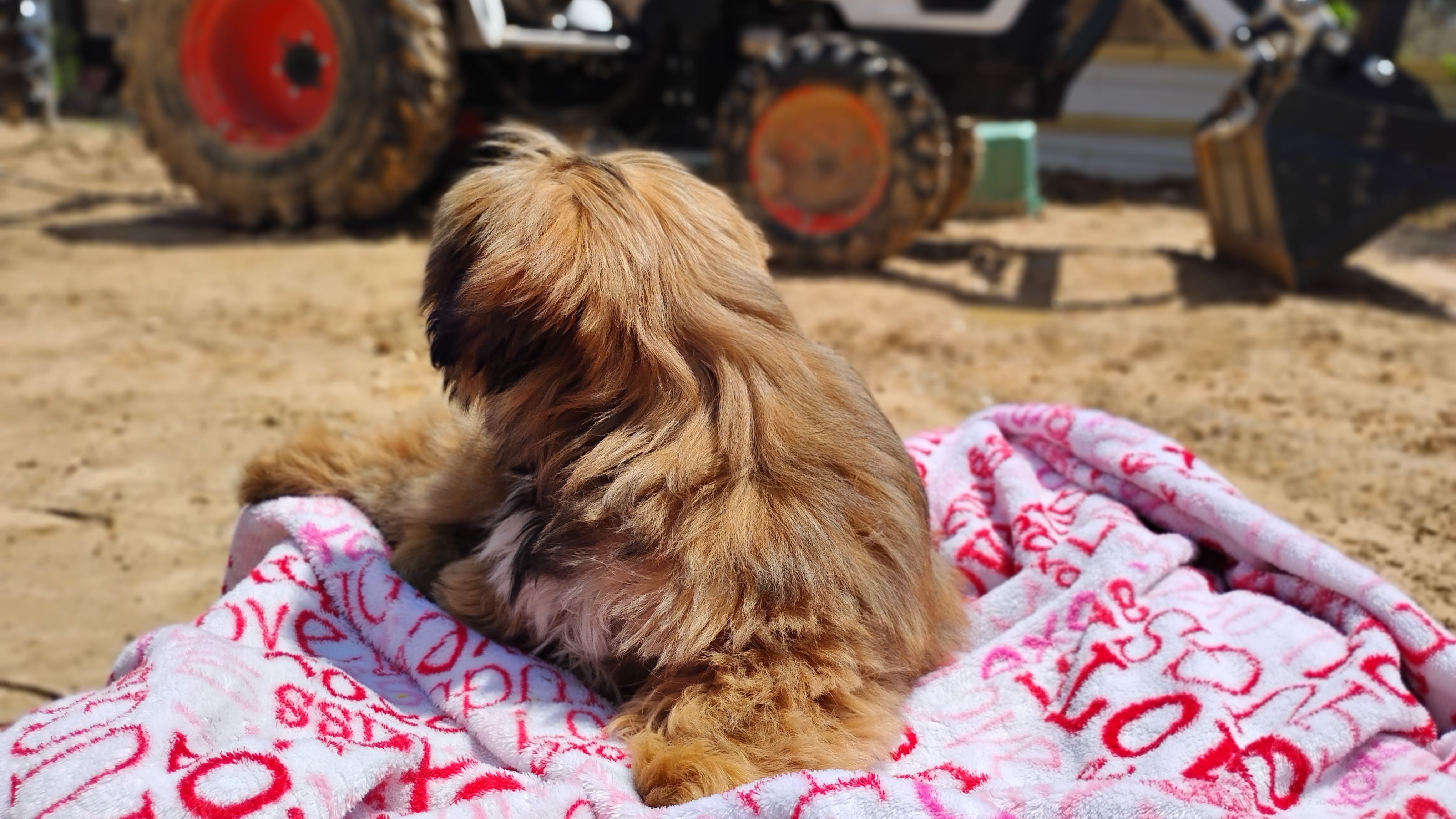 Liberty, a female Shih Tzu for sale in Houston, TX – 4 of 4