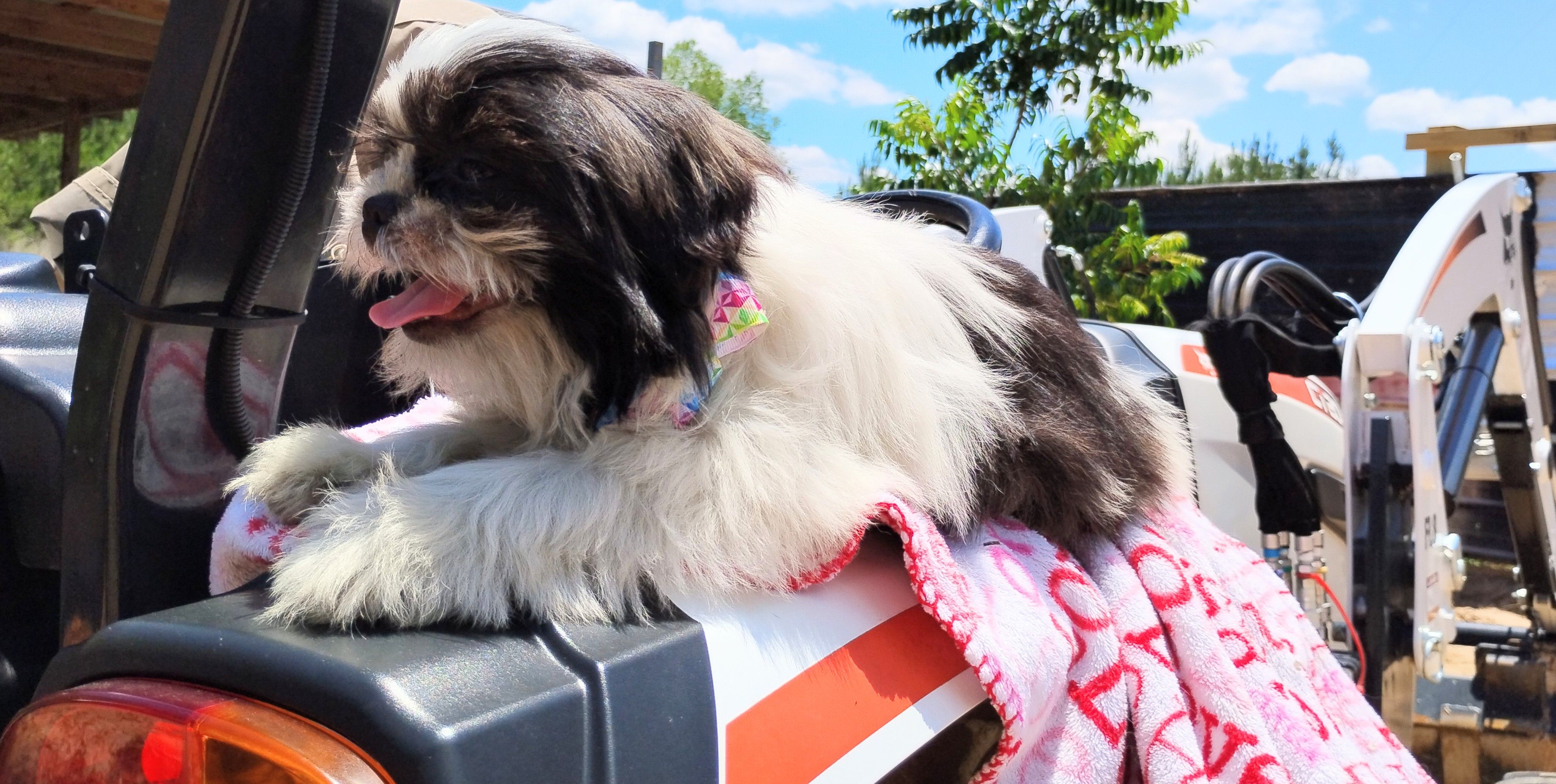 Akc full rights Pumpkin, a female Shih Tzu for sale in Houston, TX – 3 of 6