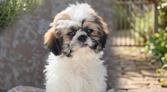 AKC Jax, a male Shih Tzu for sale in Chandler, AZ – Photo 4 of 6