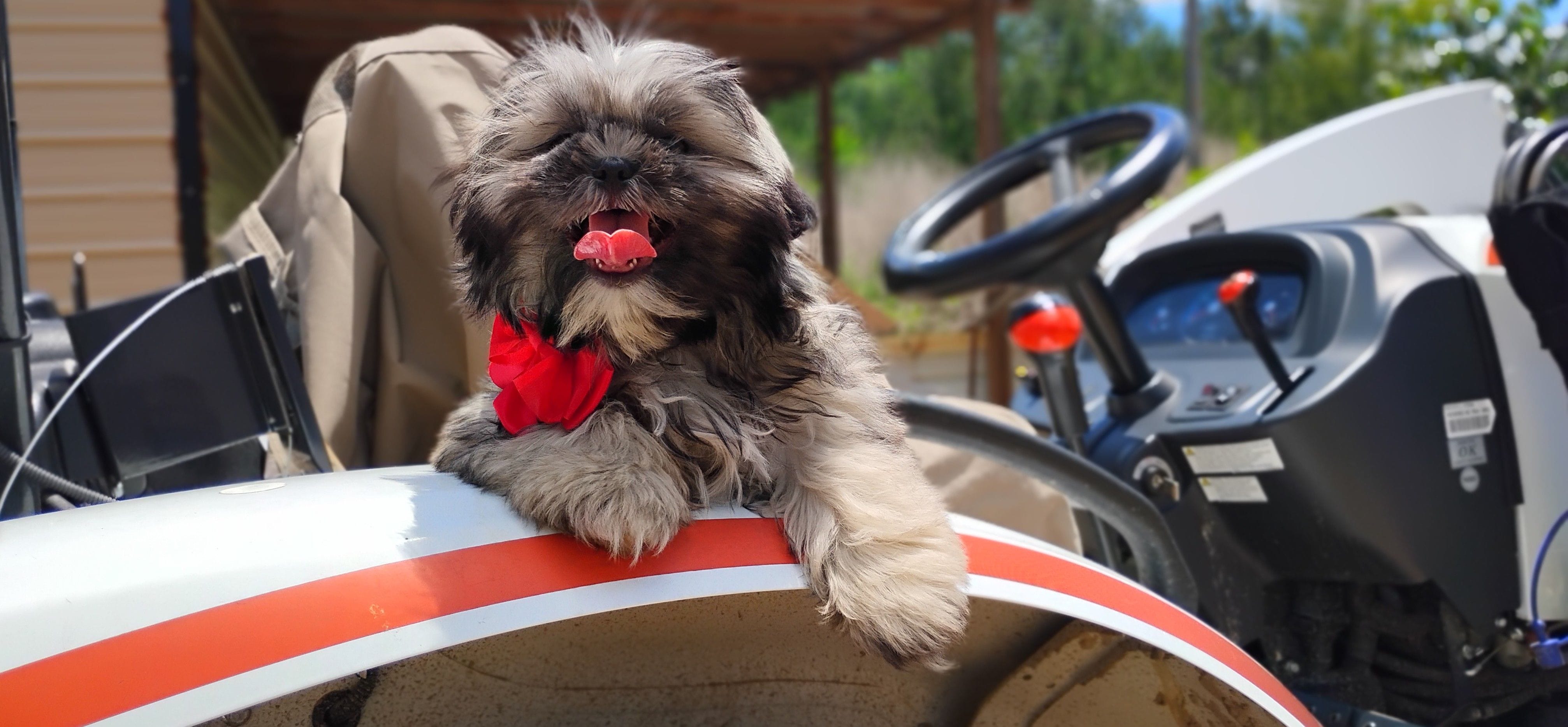 Akc full rights -Silver Belle, a female Shih Tzu for sale in Houston, TX – 3 of 5
