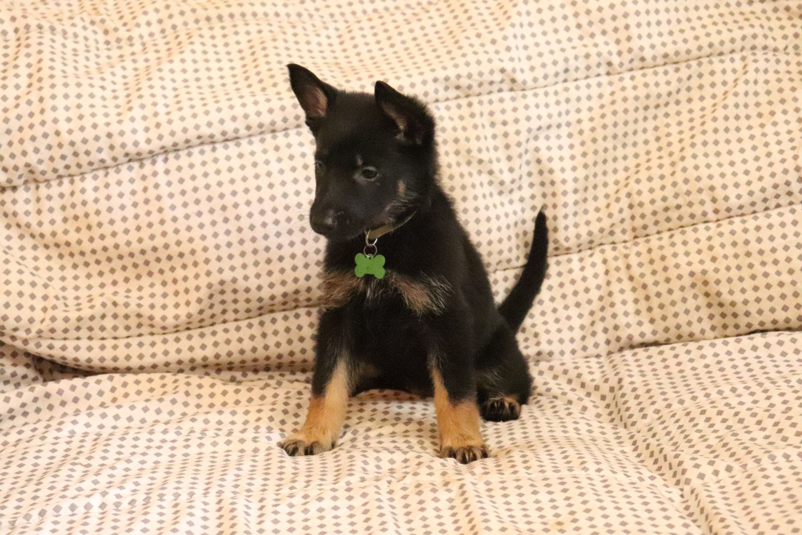 Sheba – German Shepherd Dog puppy for sale in Marydel, MD