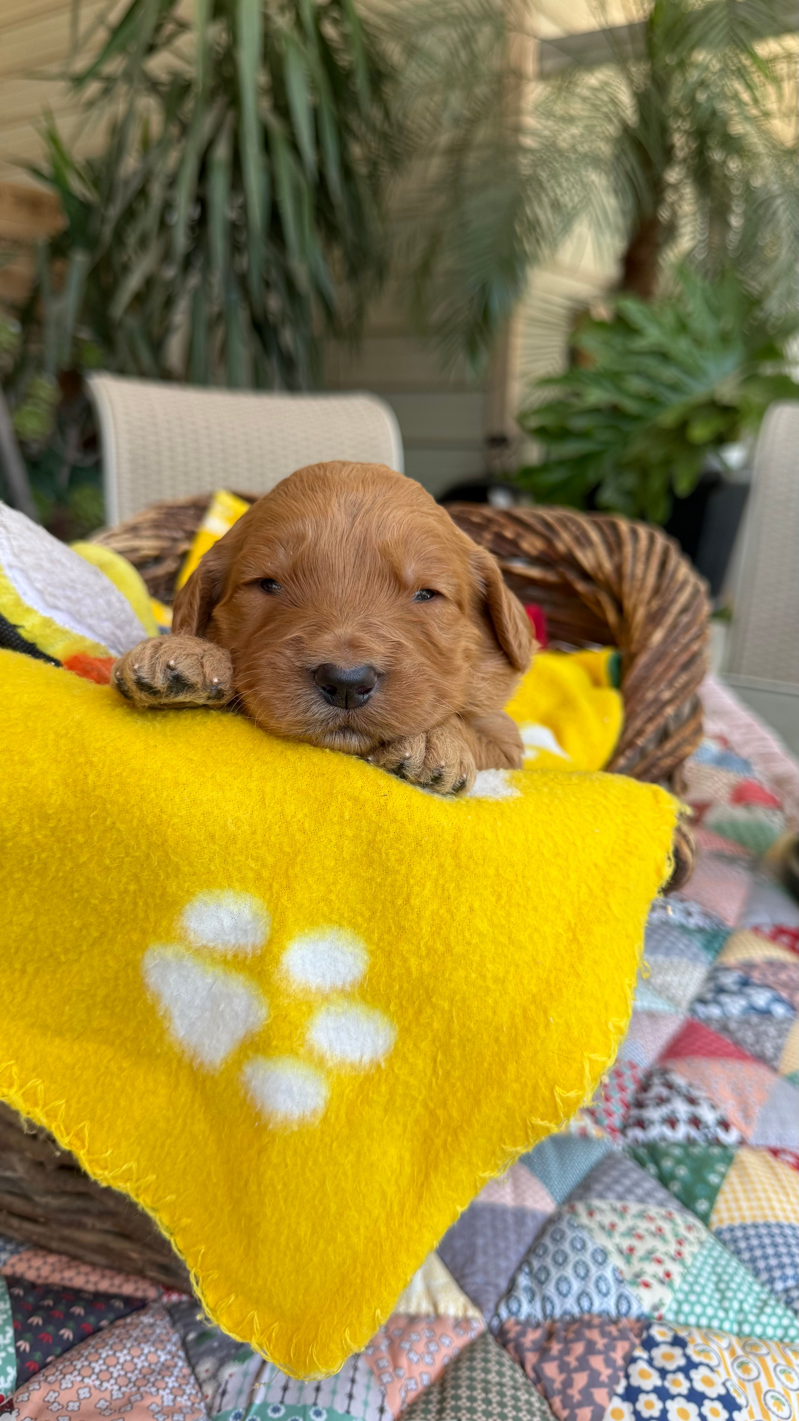Goldy – Goldendoodle puppy for sale in Fresno, CA