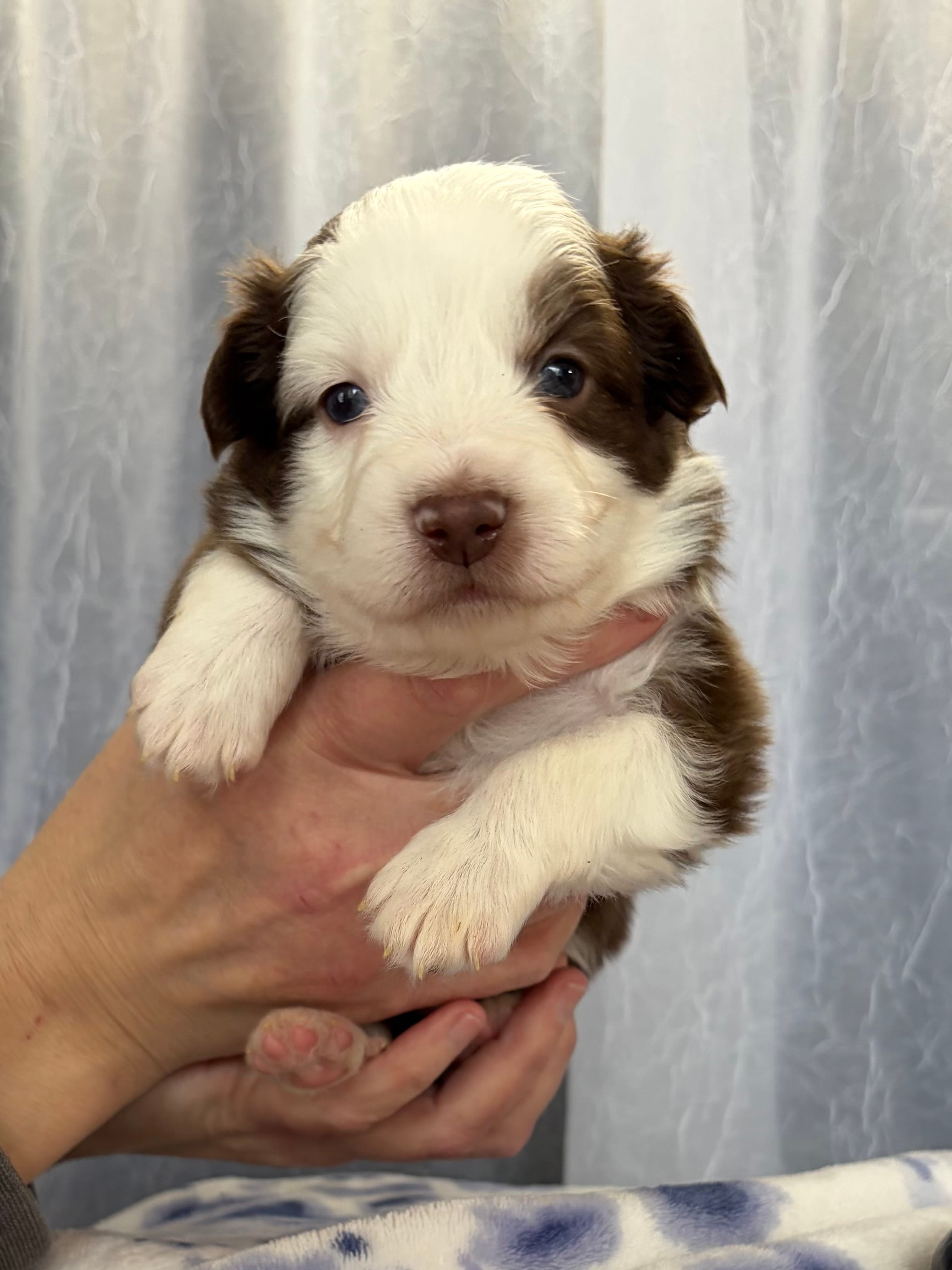 Male – Miniature Australian Shepherd puppy for sale in Beaver Bay, MN