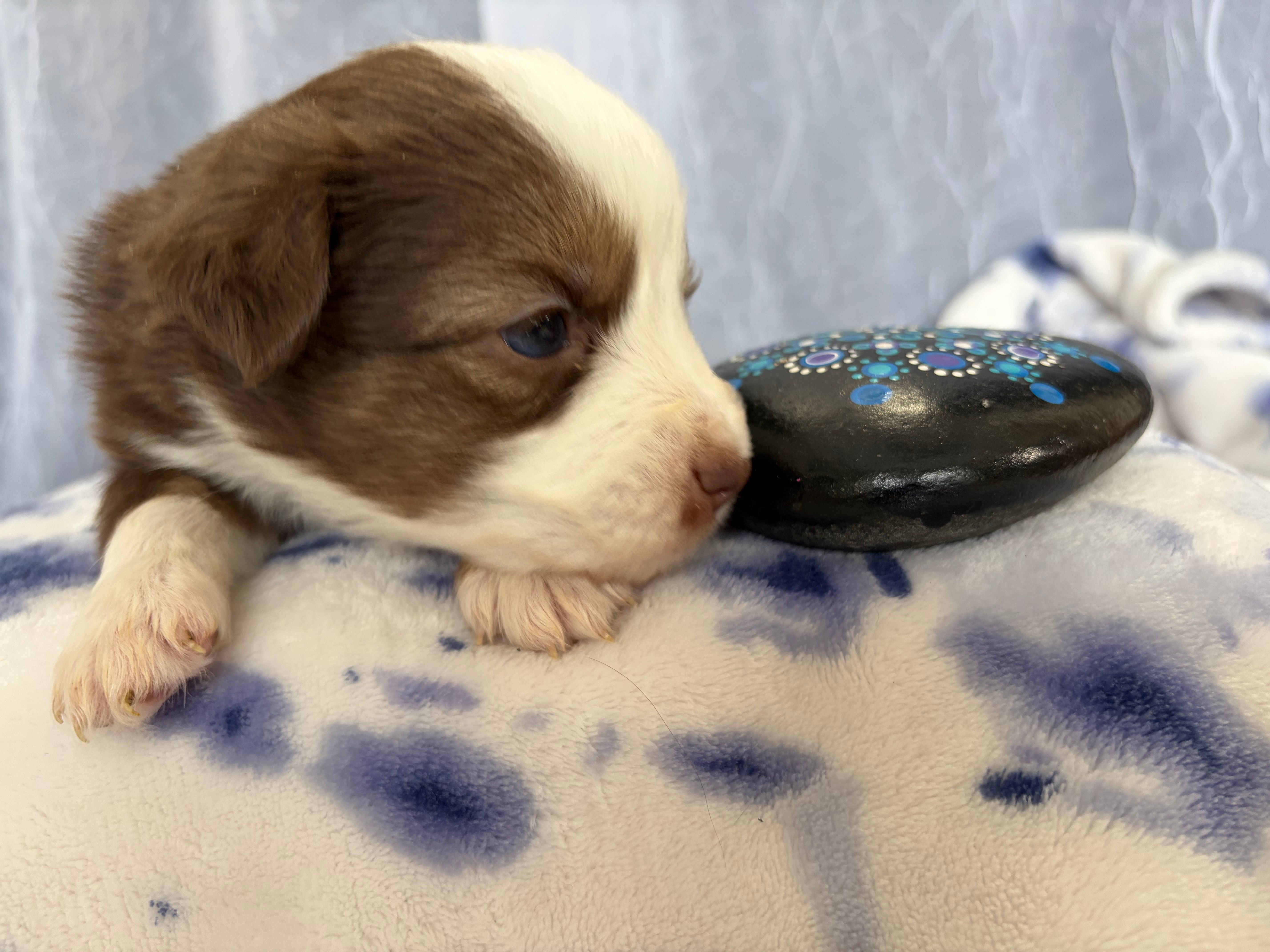 Male-“M” – Miniature Australian Shepherd puppy for sale in Beaver Bay, MN