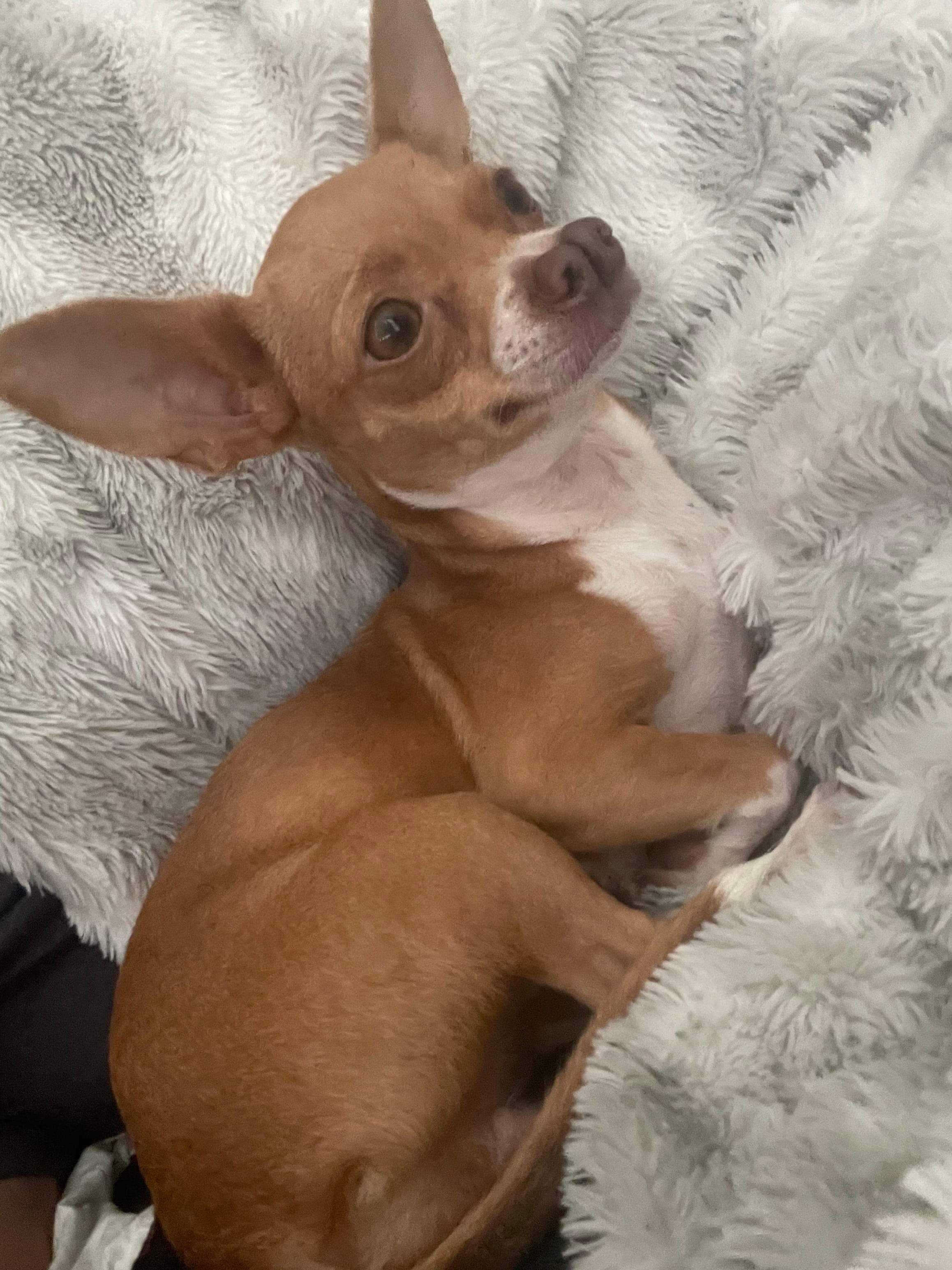 Bean – Chihuahua puppy for sale in Elmendorf, TX