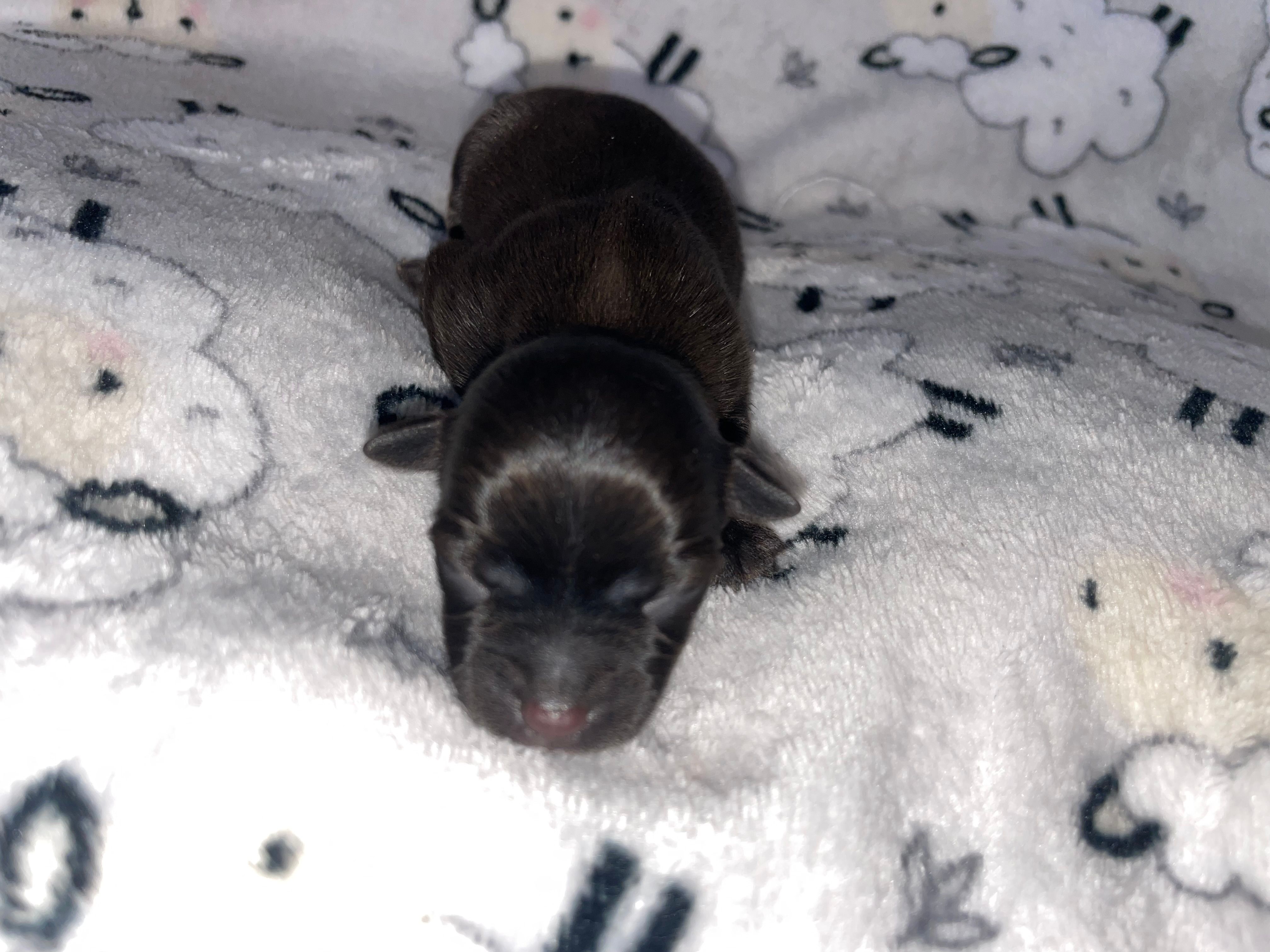 Midnight  – Chihuahua puppy for sale in Elmendorf, TX