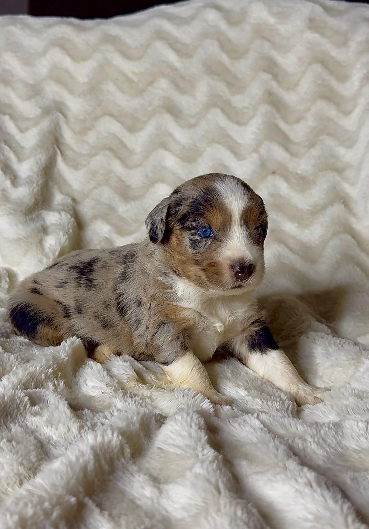 Paris  – Australian Shepherd puppy for sale in Madera, CA