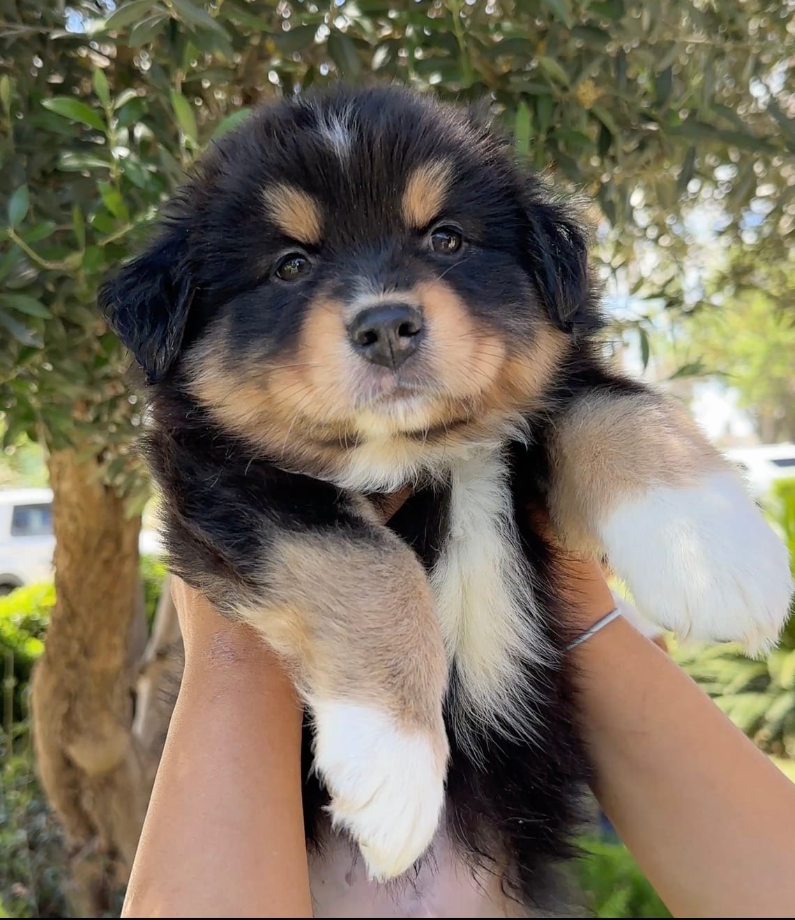 Max  – Australian Shepherd puppy for sale in Madera, CA