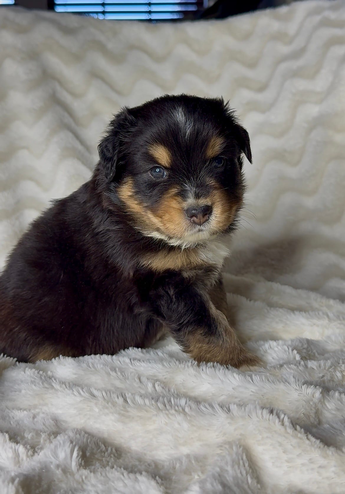 Max  – Australian Shepherd puppy for sale in Madera, CA