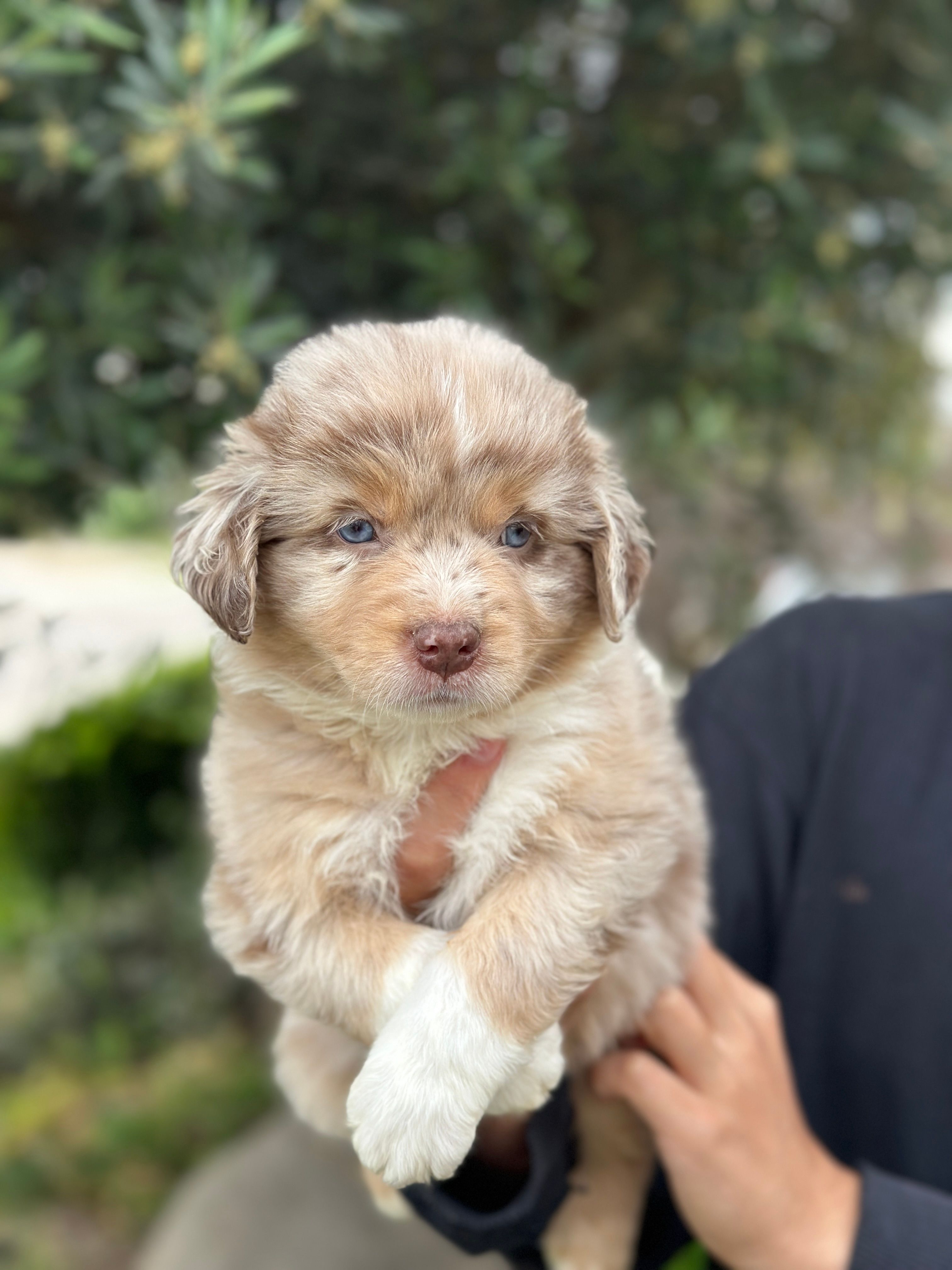 Leo  – Australian Shepherd puppy for sale in Madera, CA