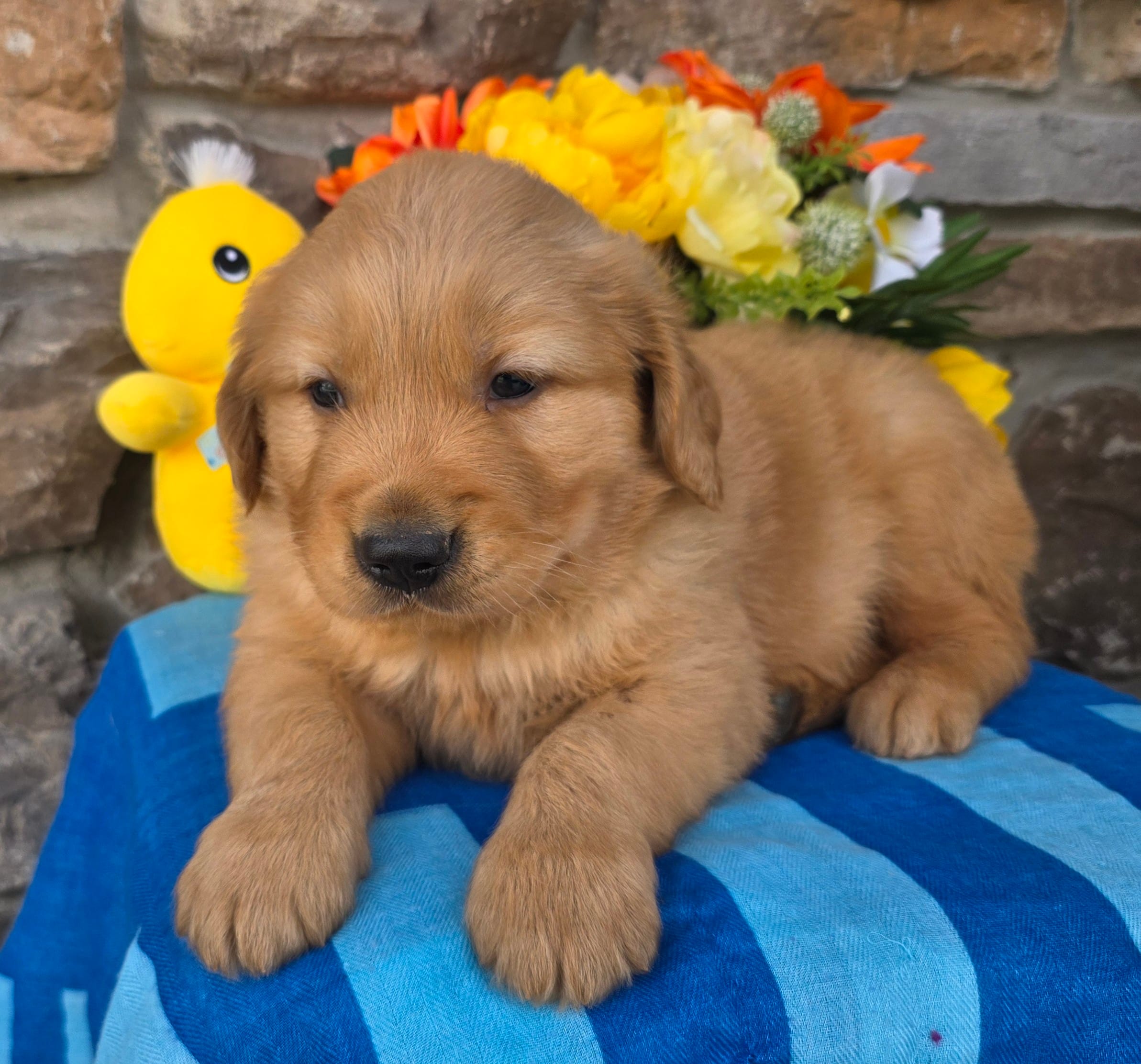 Zack – Golden Retriever puppy for sale in New Haven, IN