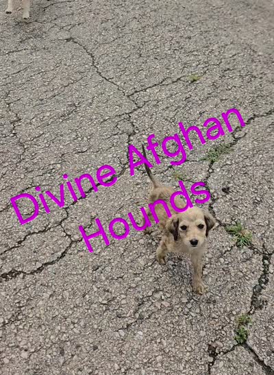 Brittany, a female Afghan Hound for sale in Shawano, WI – 2 of 2