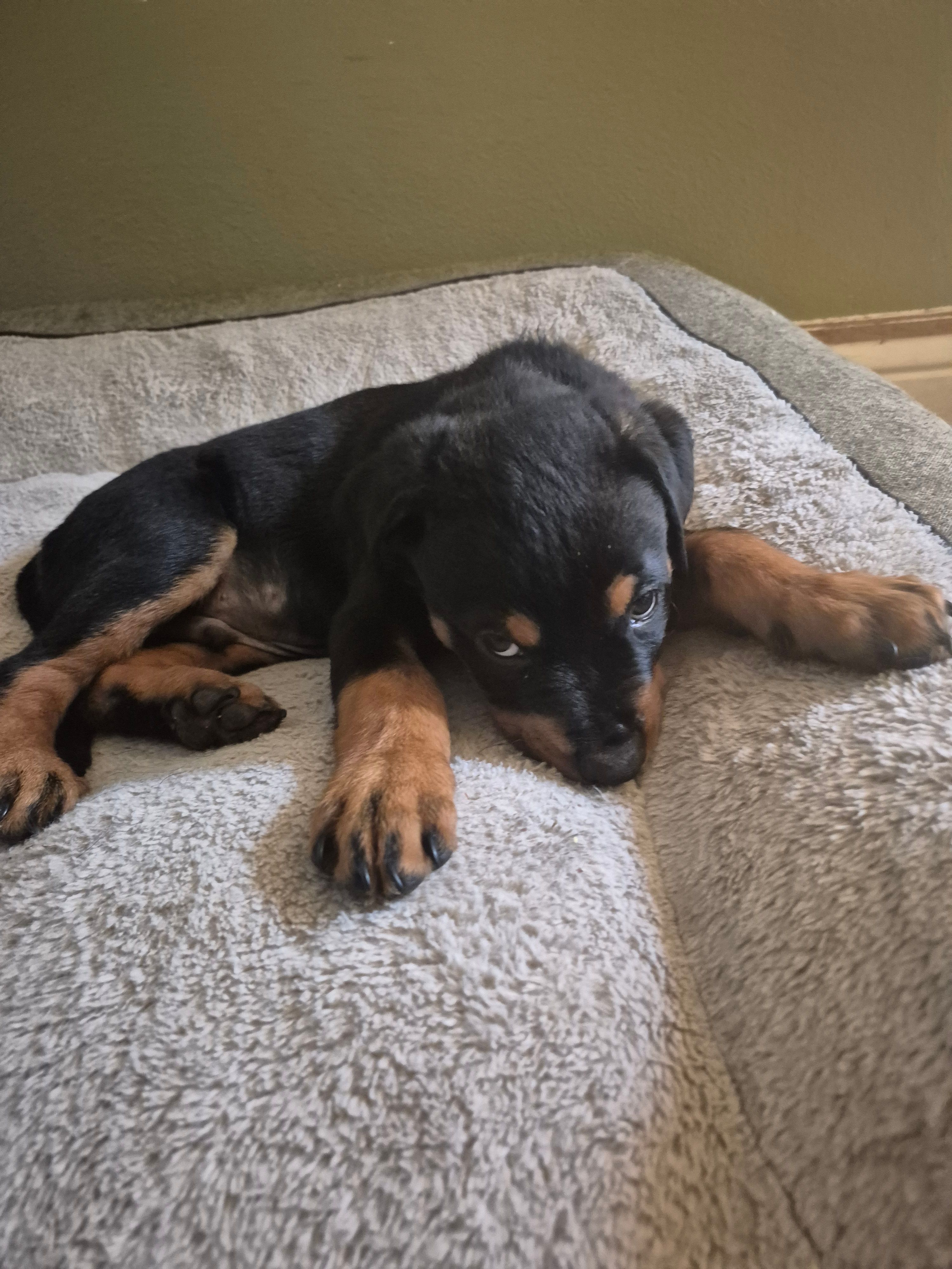 Royal – Rottweiler puppy for sale in Inglewood, CA